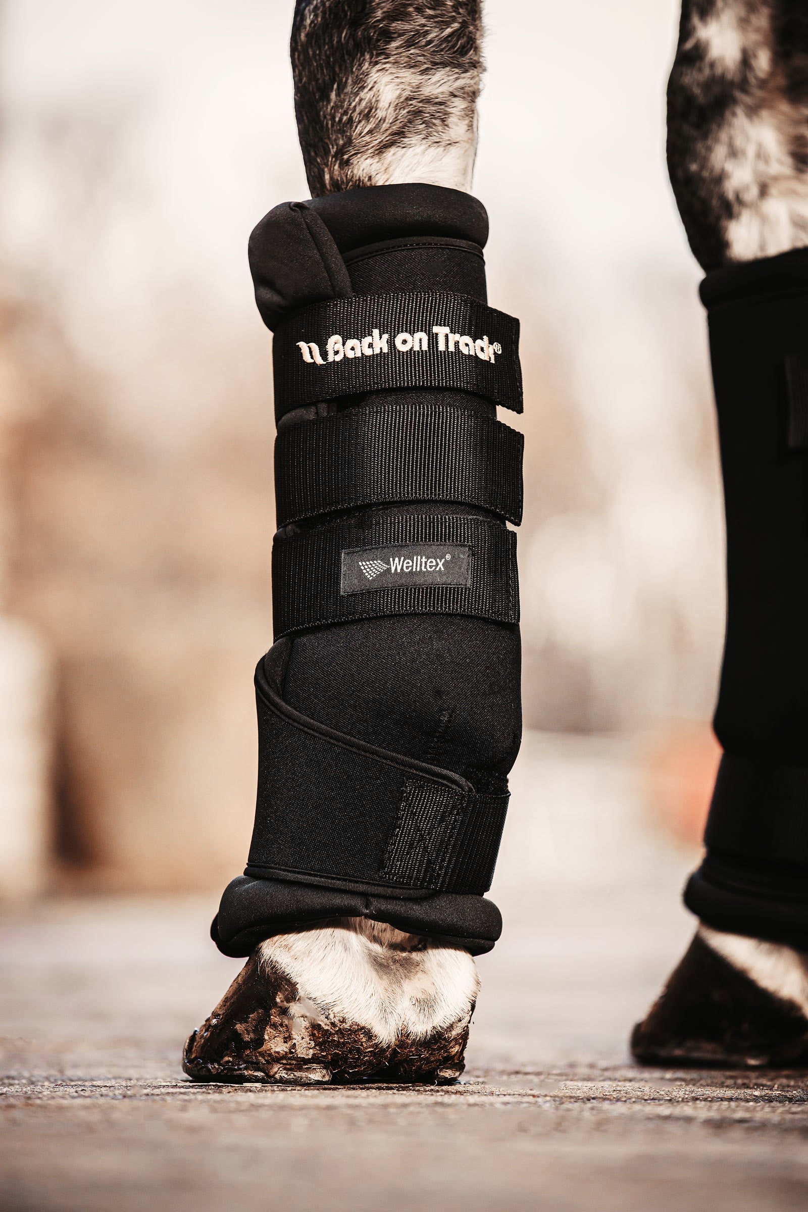 undefined Back On Track Quick Royal Leg Wraps Leg Protection & Hoof Protection for Horses