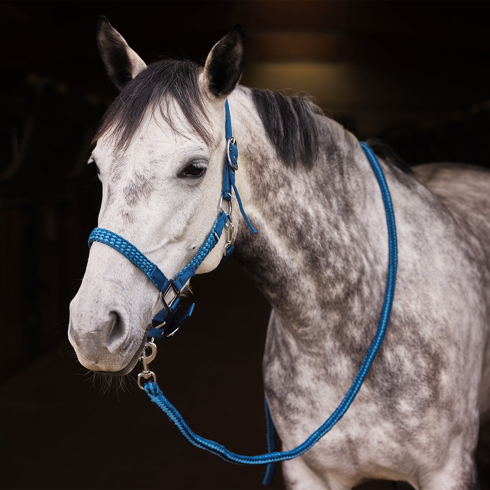 Horze Chicago Halter & Lead Set Halters & Leads