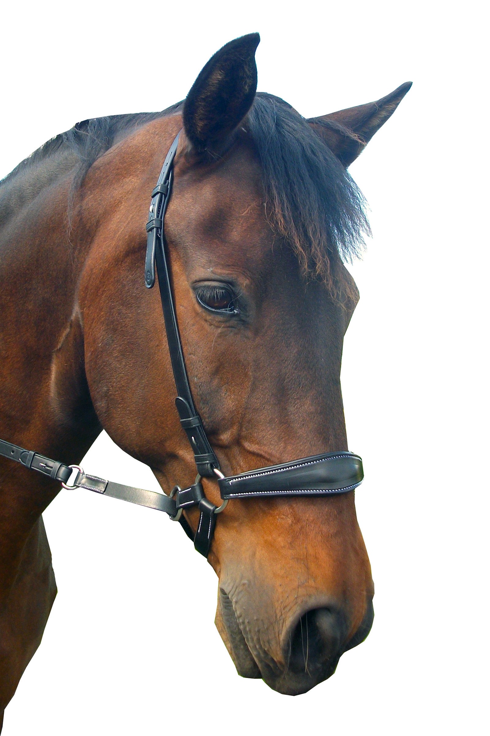 F.R.A. Freedom Riding Articles Lami Bitless Bridle (System 4) w/ Reins & Studhook Connect Bridles & Reins