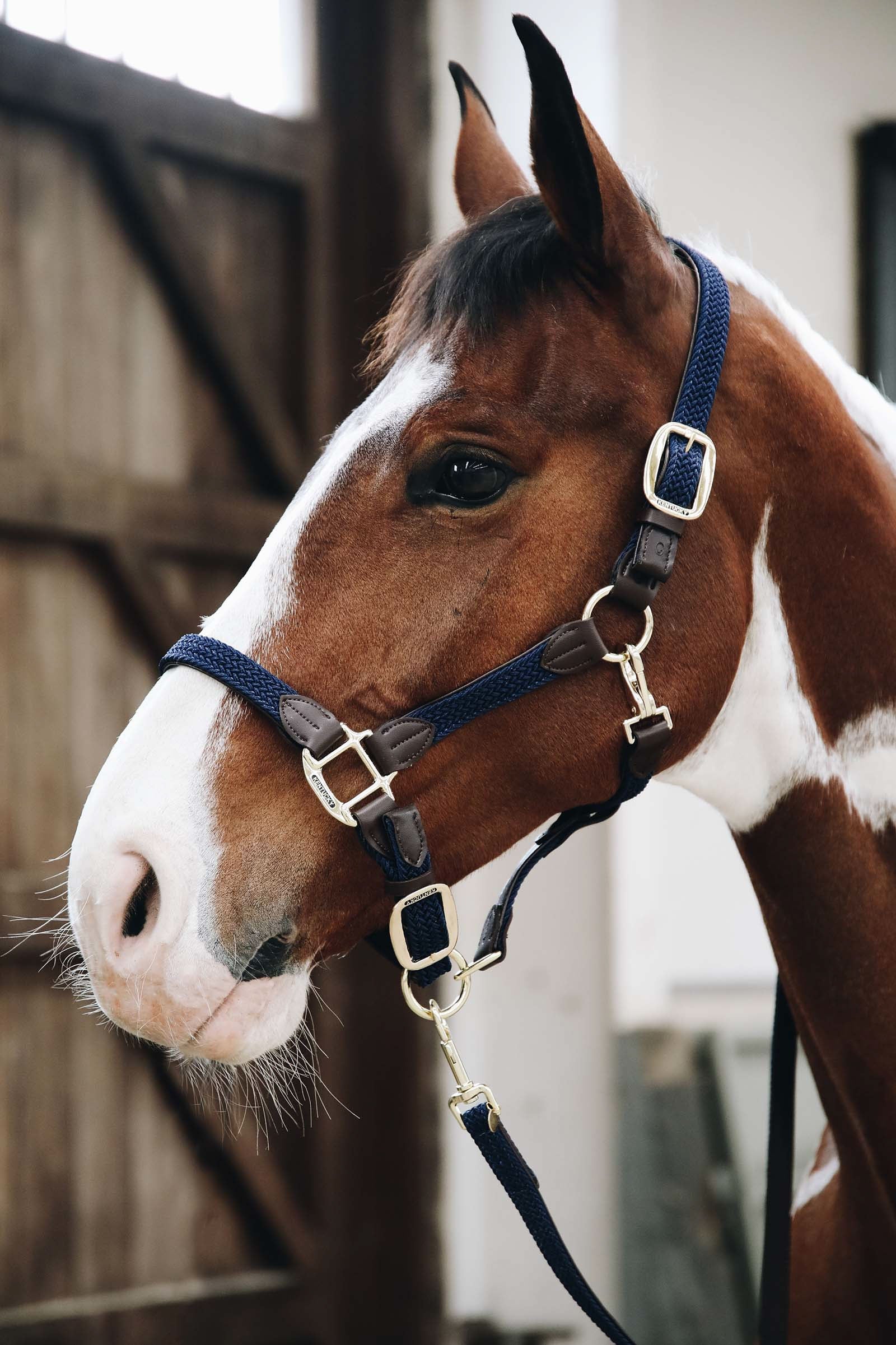 Dura-Tech Triple Ply Nylon Horses Halter with Brass Grommets | Burgundy