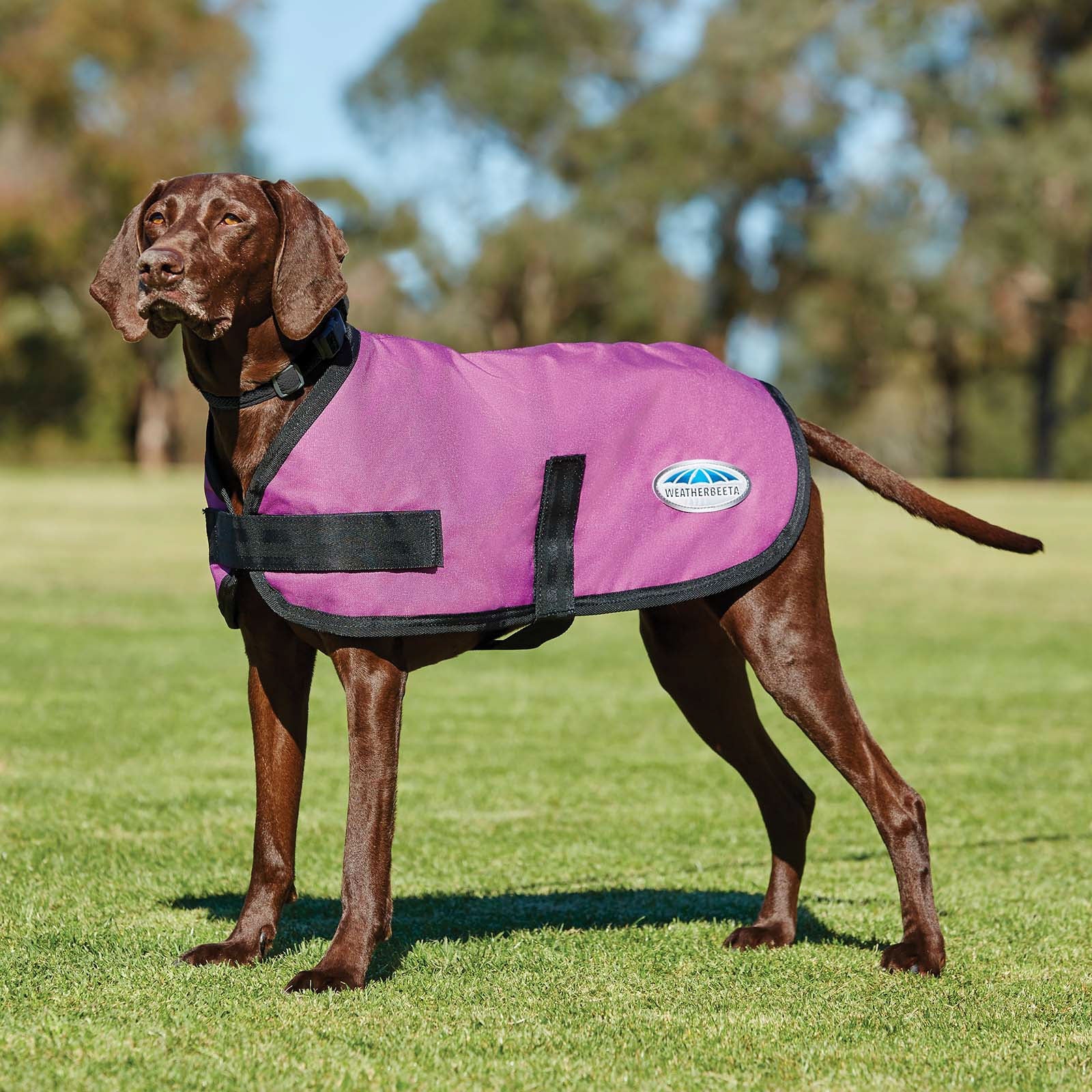 Weatherbeeta Comfitec Classic Dogcoat (45-80cm) Dog Accesories