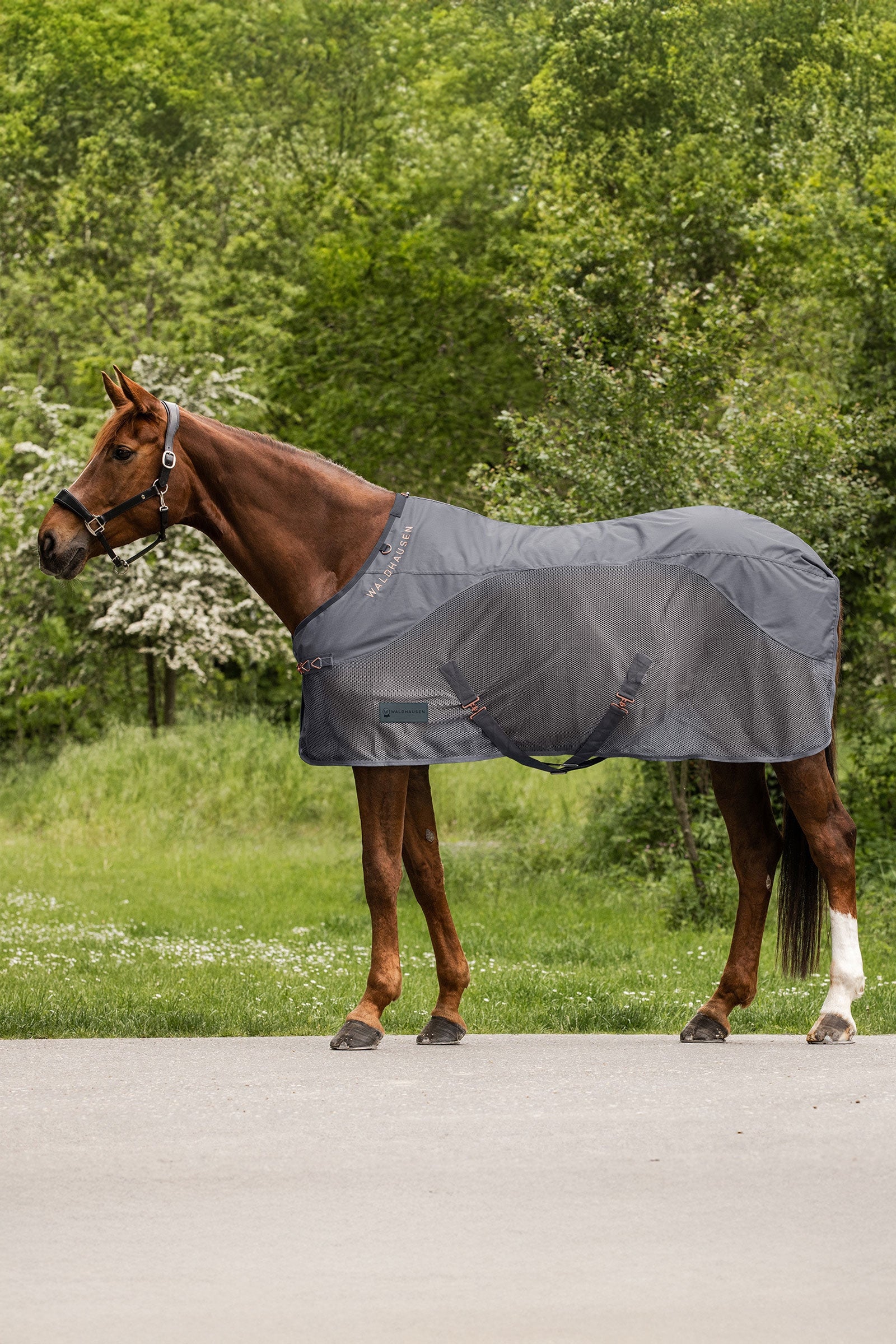 Waldhausen Comfort Rain Fly Rug Horse Rugs