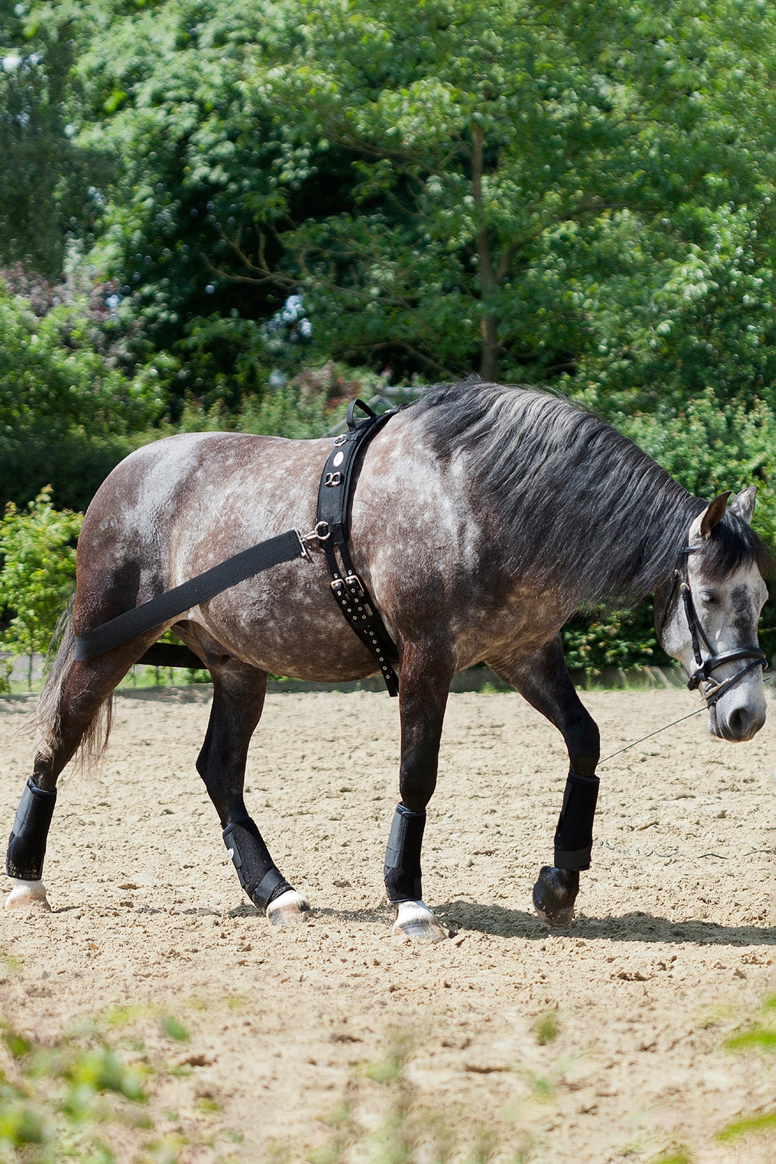 USG CoraLe Training System Horse Training
