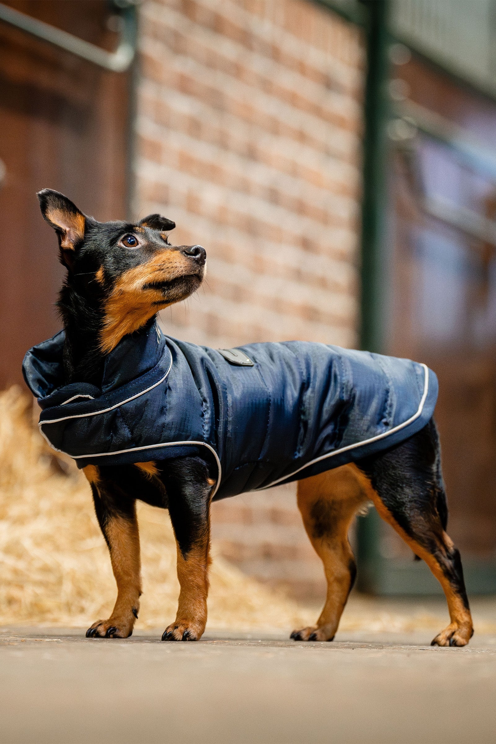 Horseware Signature Dog Rug Dog Accesories