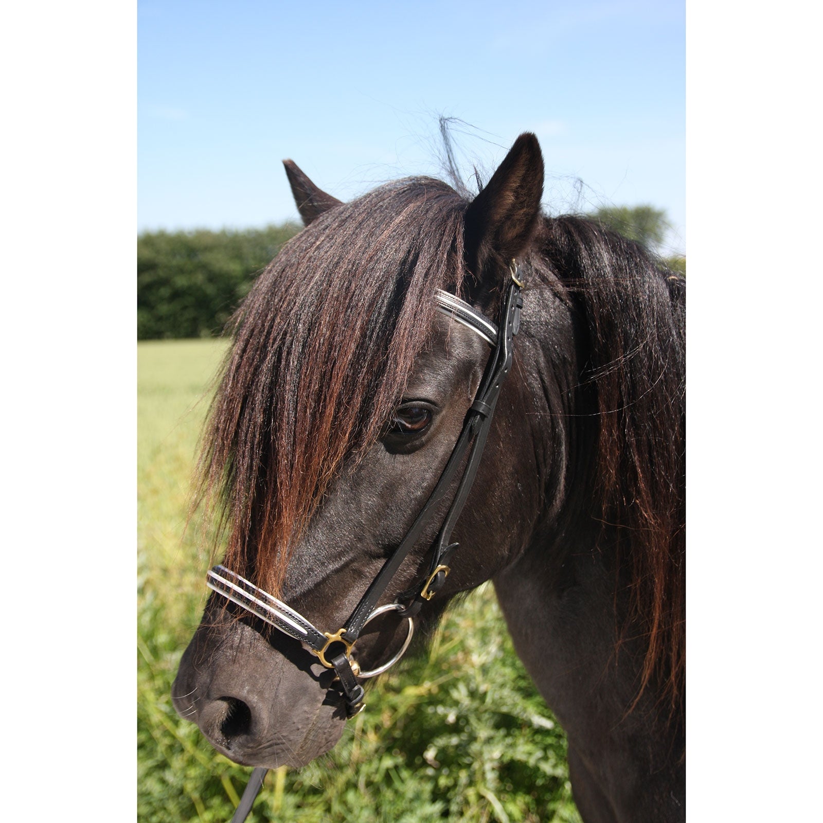 Karlslund New style noseband Bridles & Reins