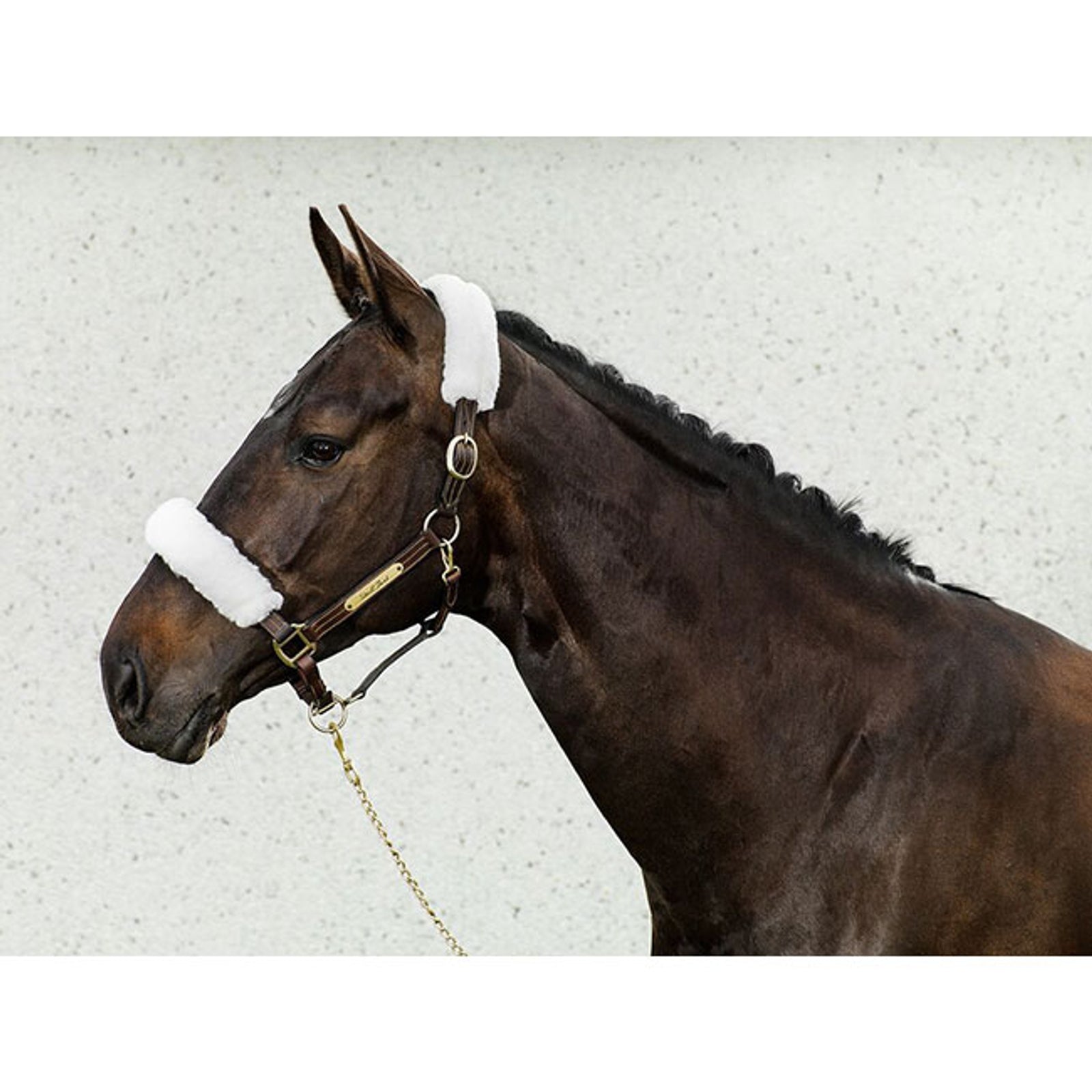 Back on Track Halter Covers Halters & Leads