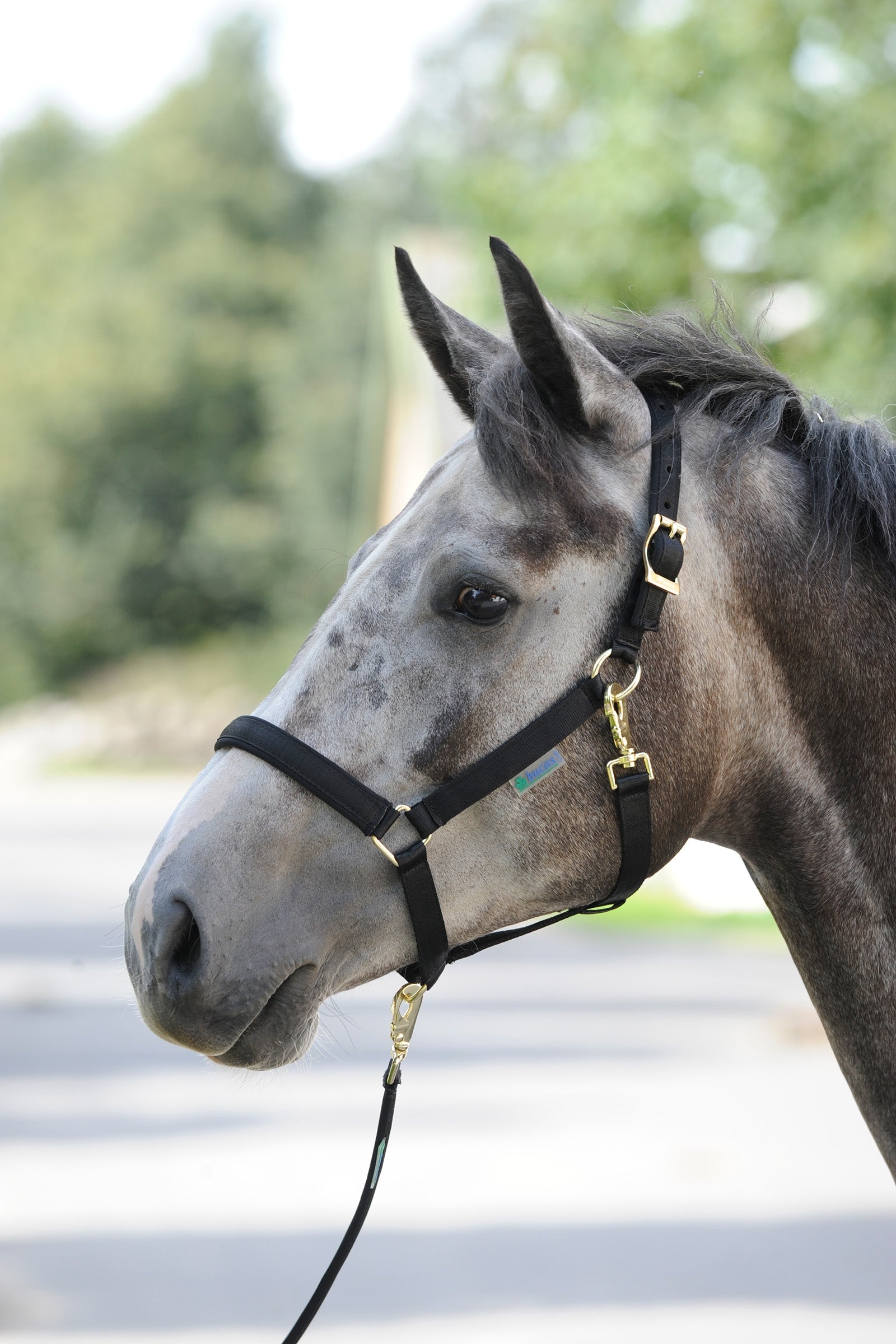 Bucas Dublin Padded Luxury Halter Halters & Leads