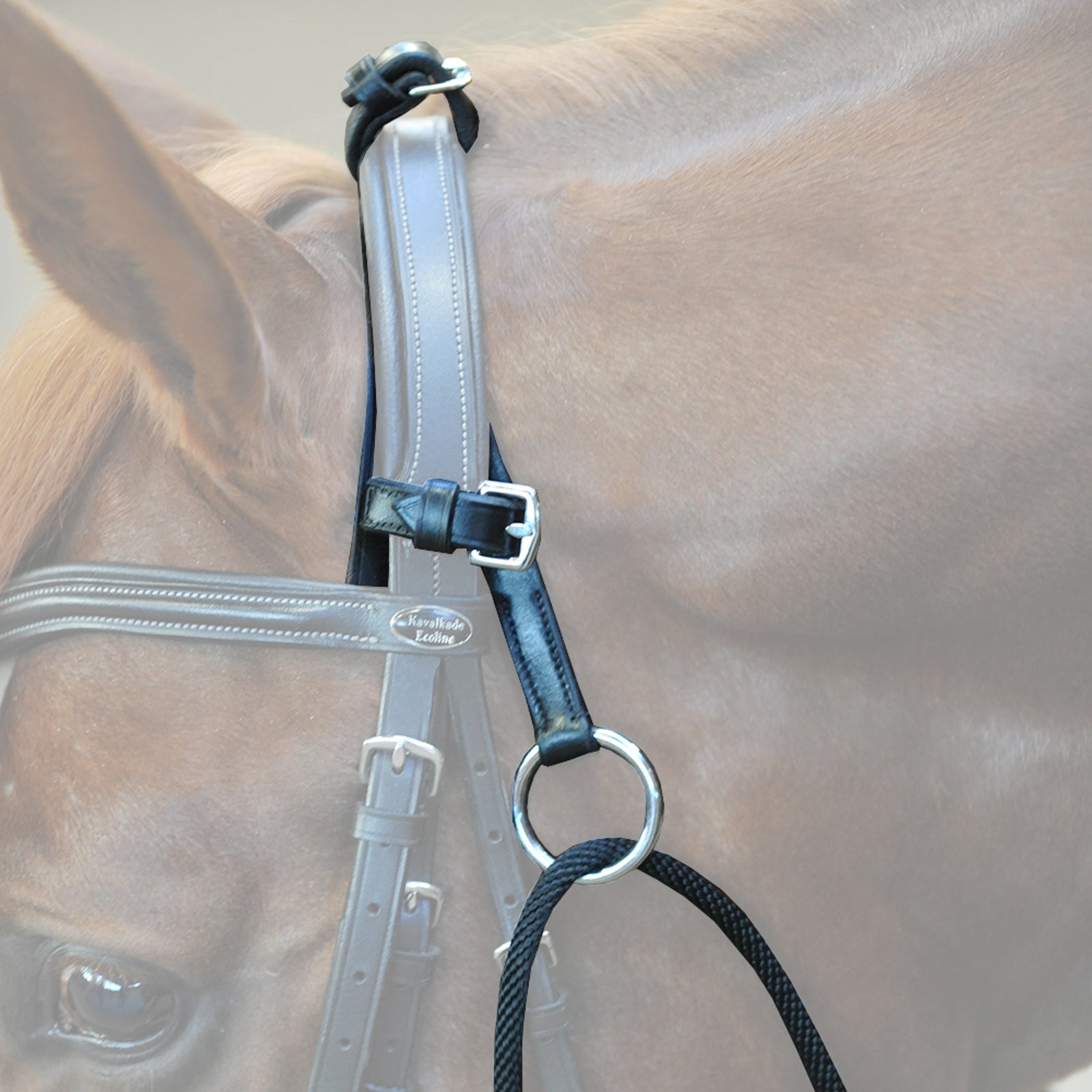 Kavalkade Chambon Horse Training