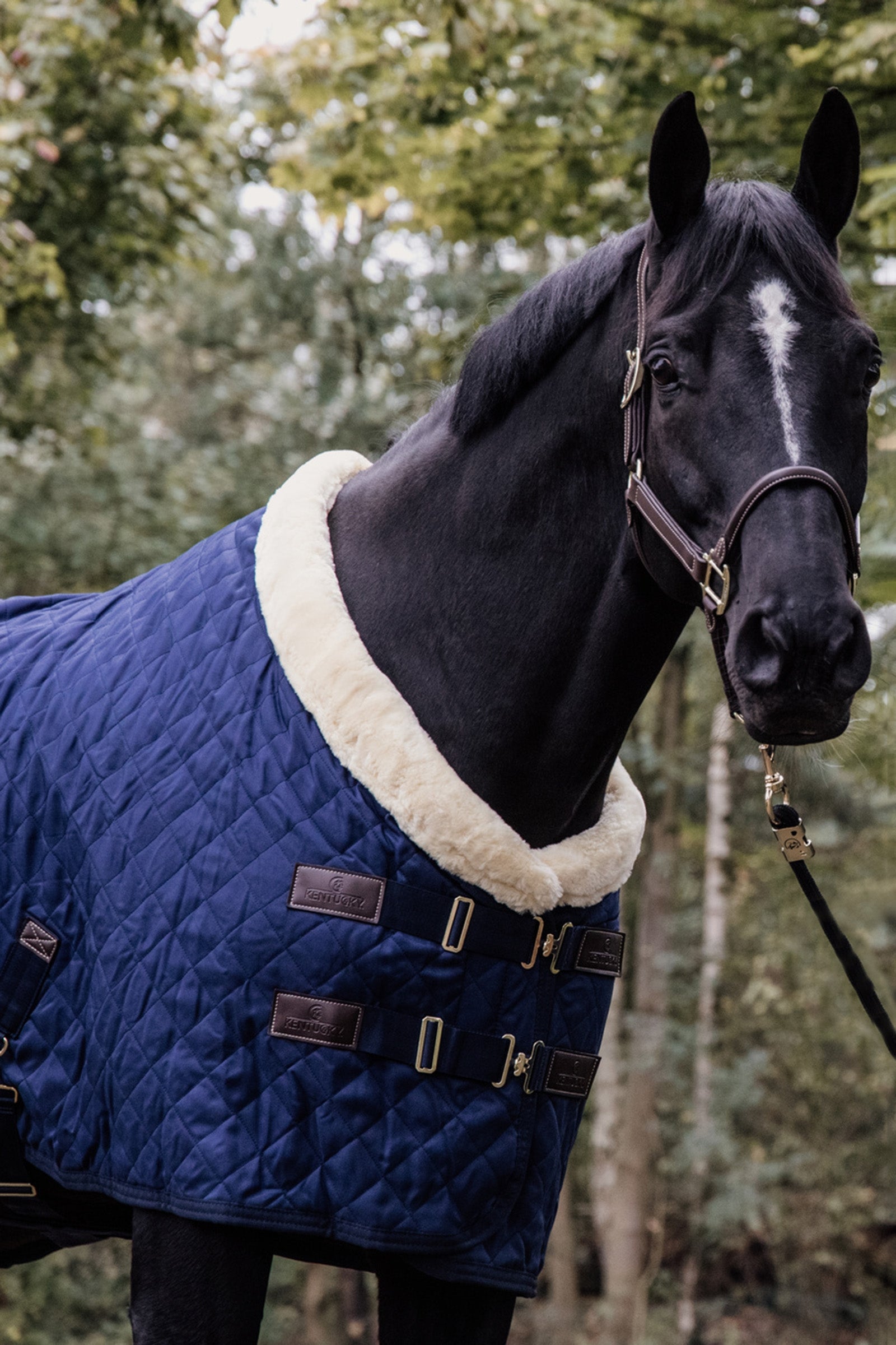 Kentucky Horsewear Show Rug, 160g Horse Rugs