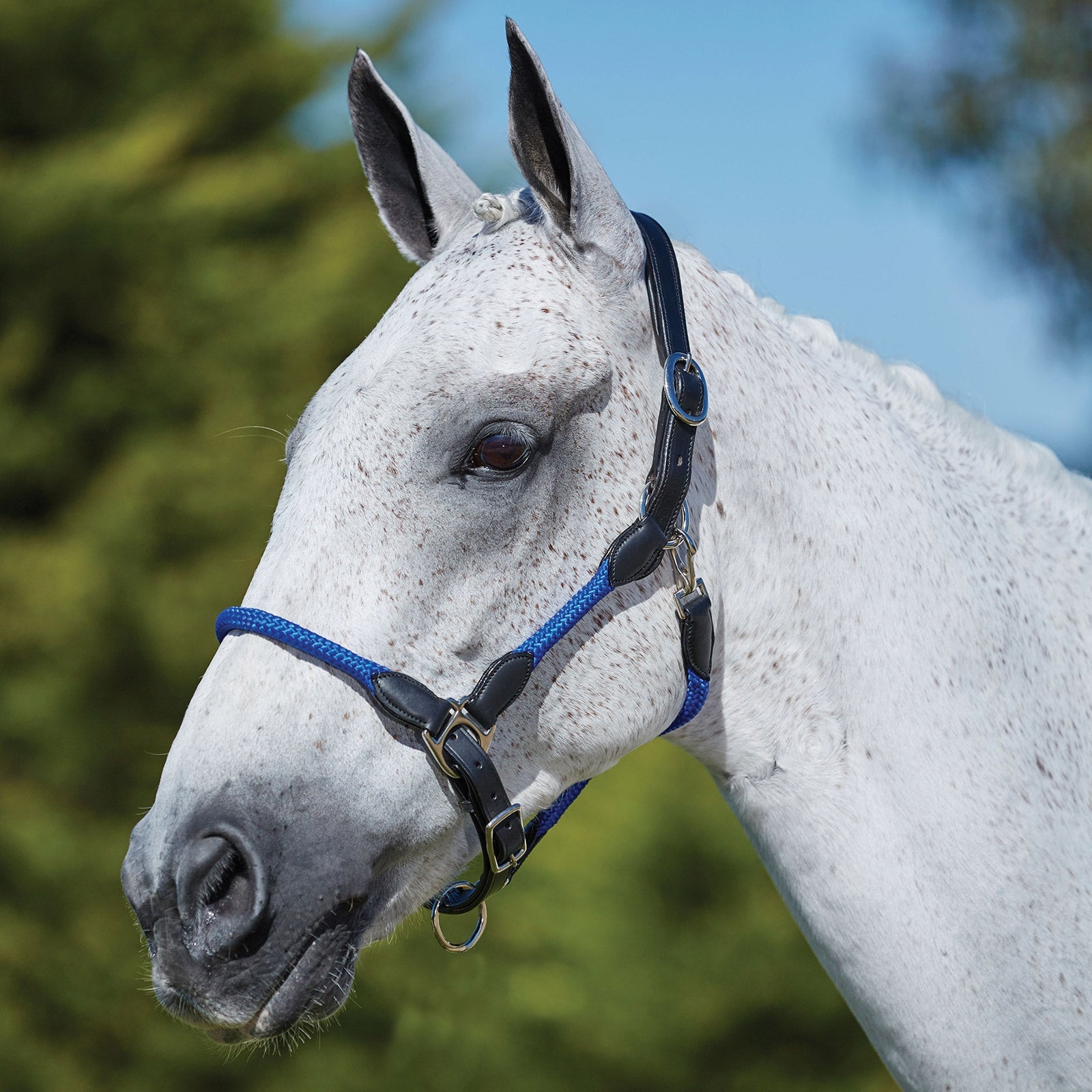 Kincade Leather Rope Headcollar Halters & Leads