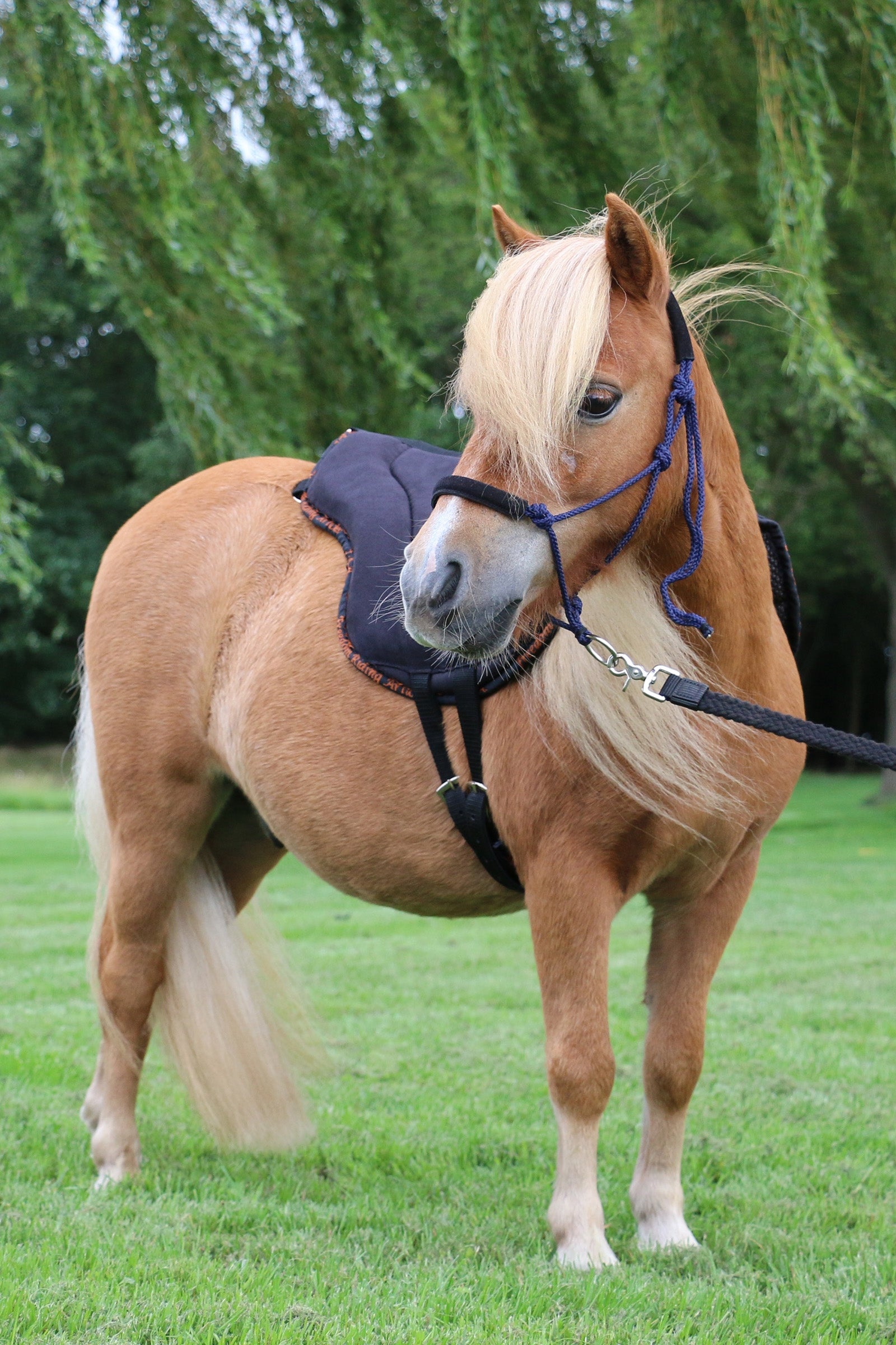 Capal Training Rope Halter 6mm (System 3) Nubuck Profi Blue SHP – horze
