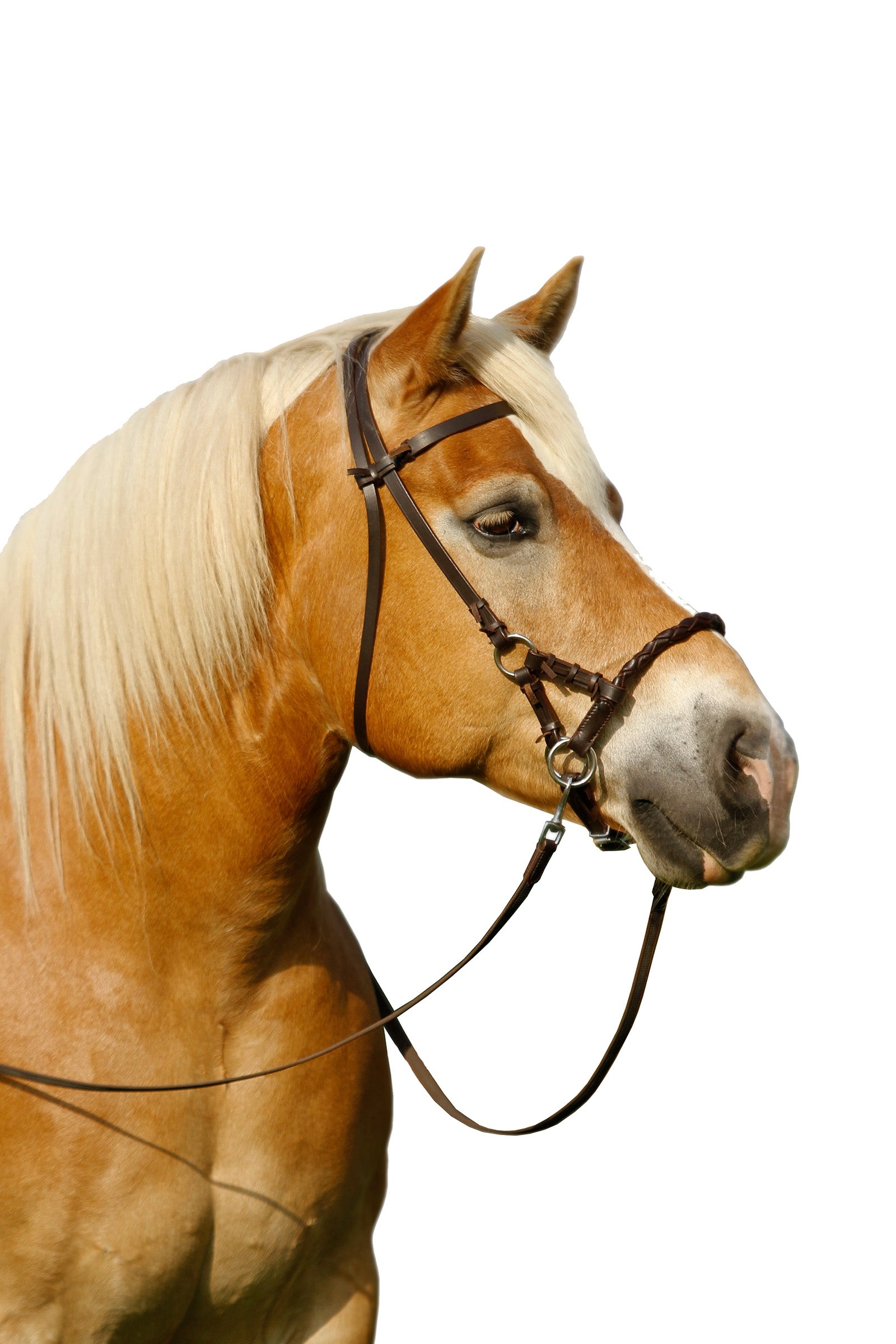 F.R.A. Freedom Riding Articles Pariba Sidepull (System 3) Woven Noseband, w/ Reins Bridles & Reins
