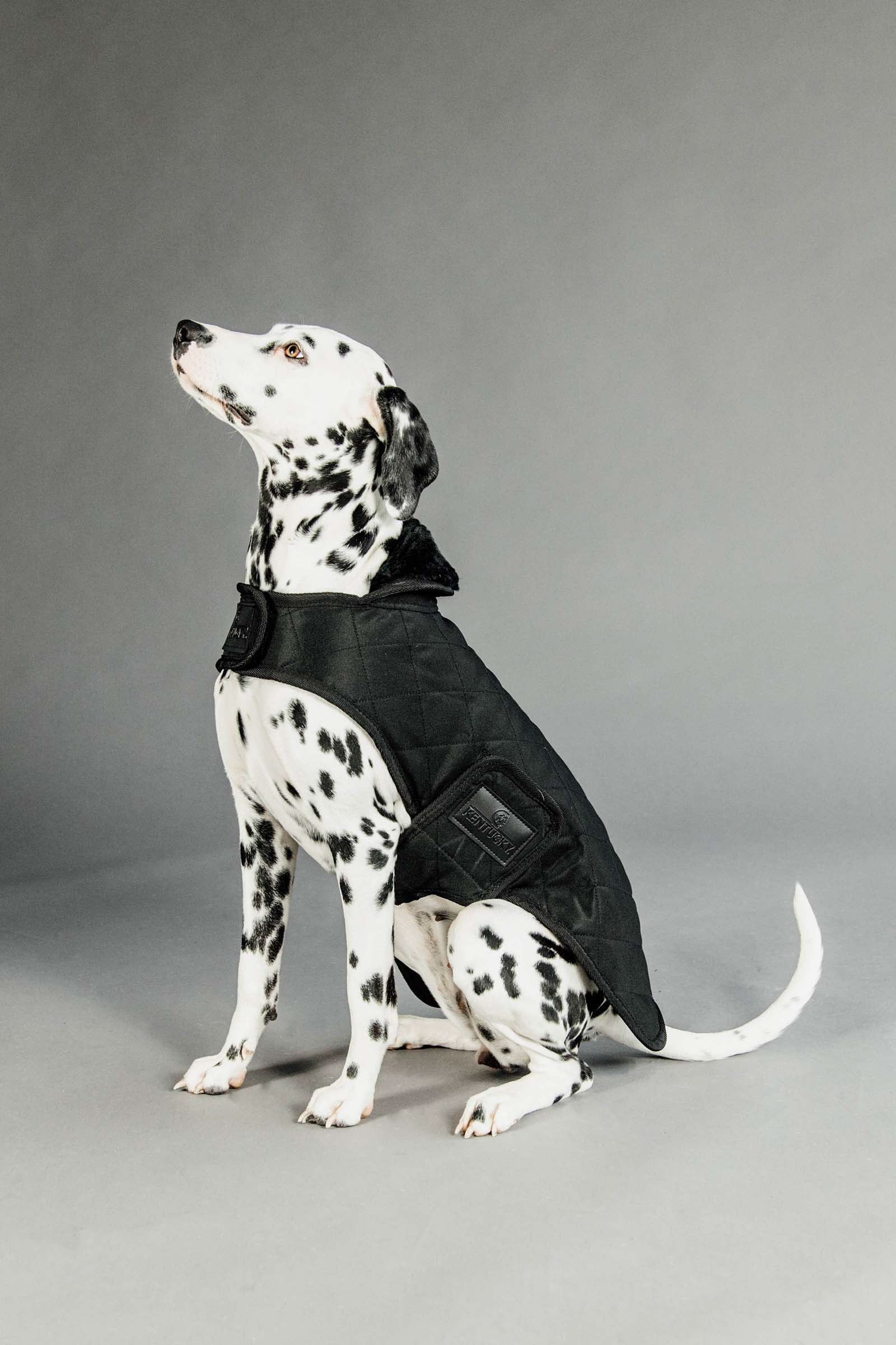 Kentucky Dogwear Dog Coat Waterproof Dog Accesories