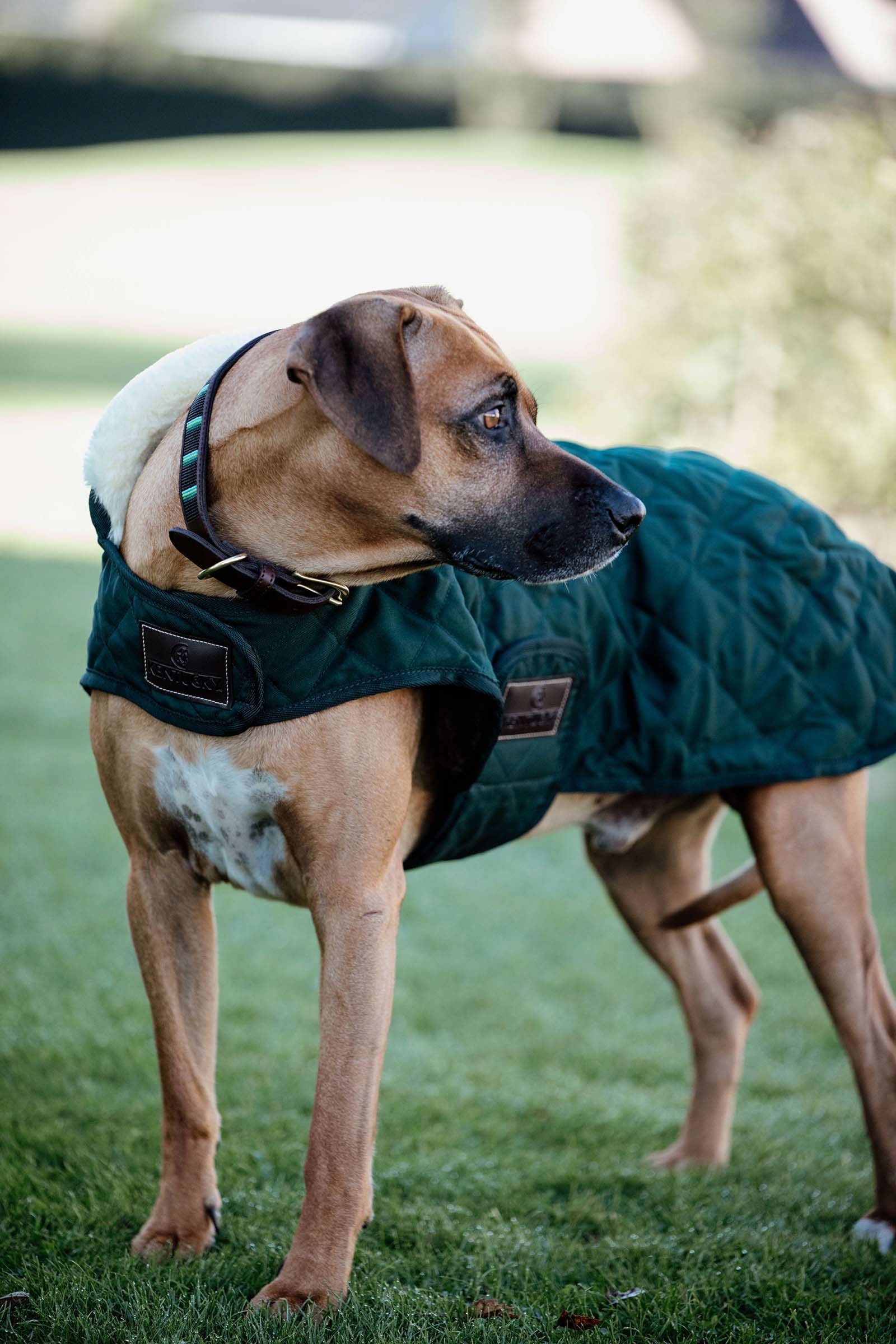 Kentucky Dogwear Dog Coat Waterproof Dog Accesories