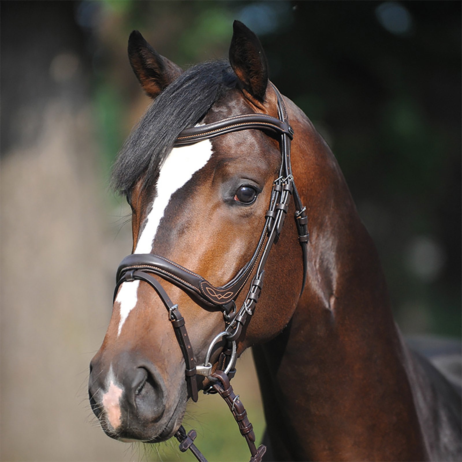 Kavalkade Bridle Ivy, noseband w/ flash Bridles & Reins