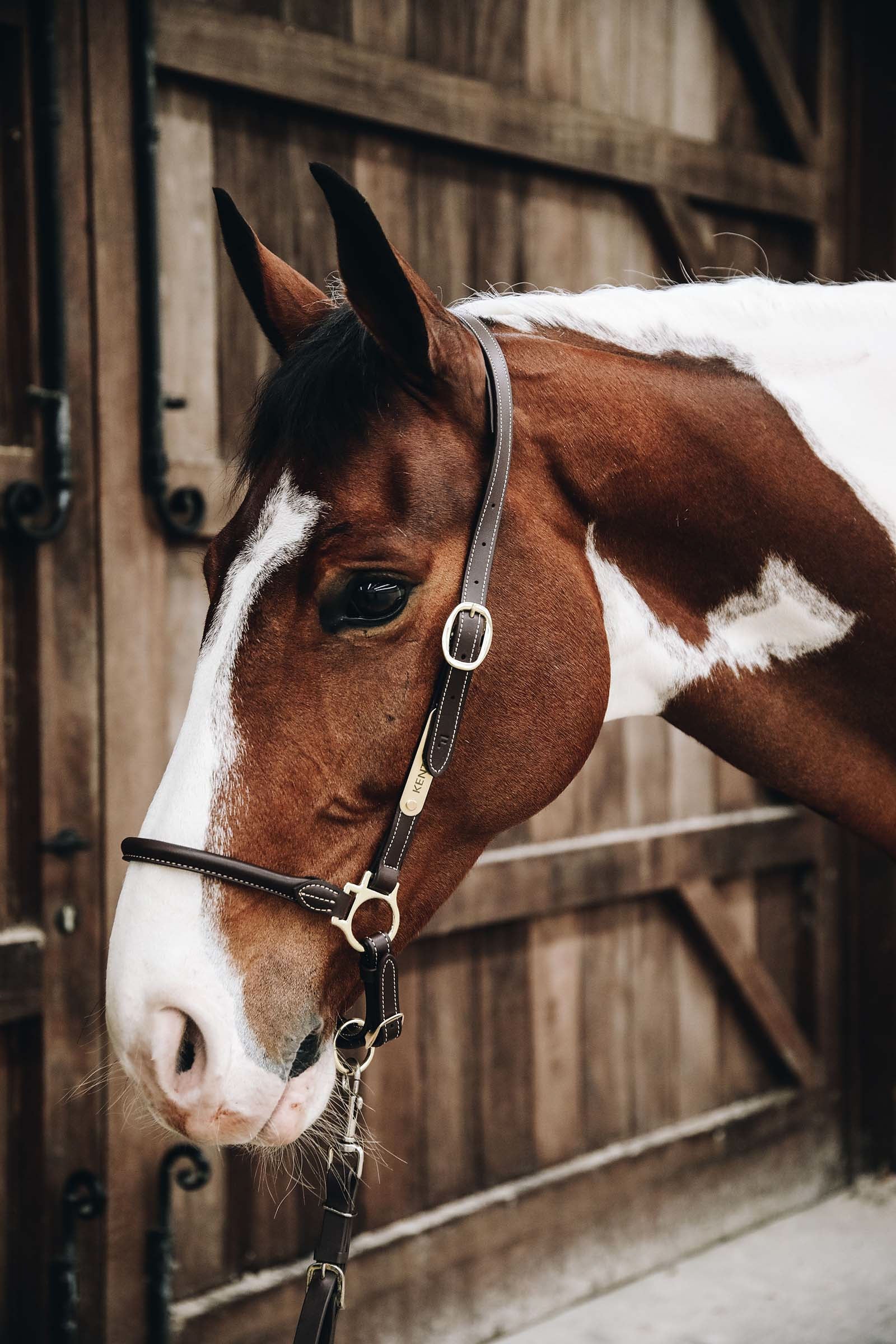 Kentucky Horsewear Leather Grooming Halter Halters & Leads
