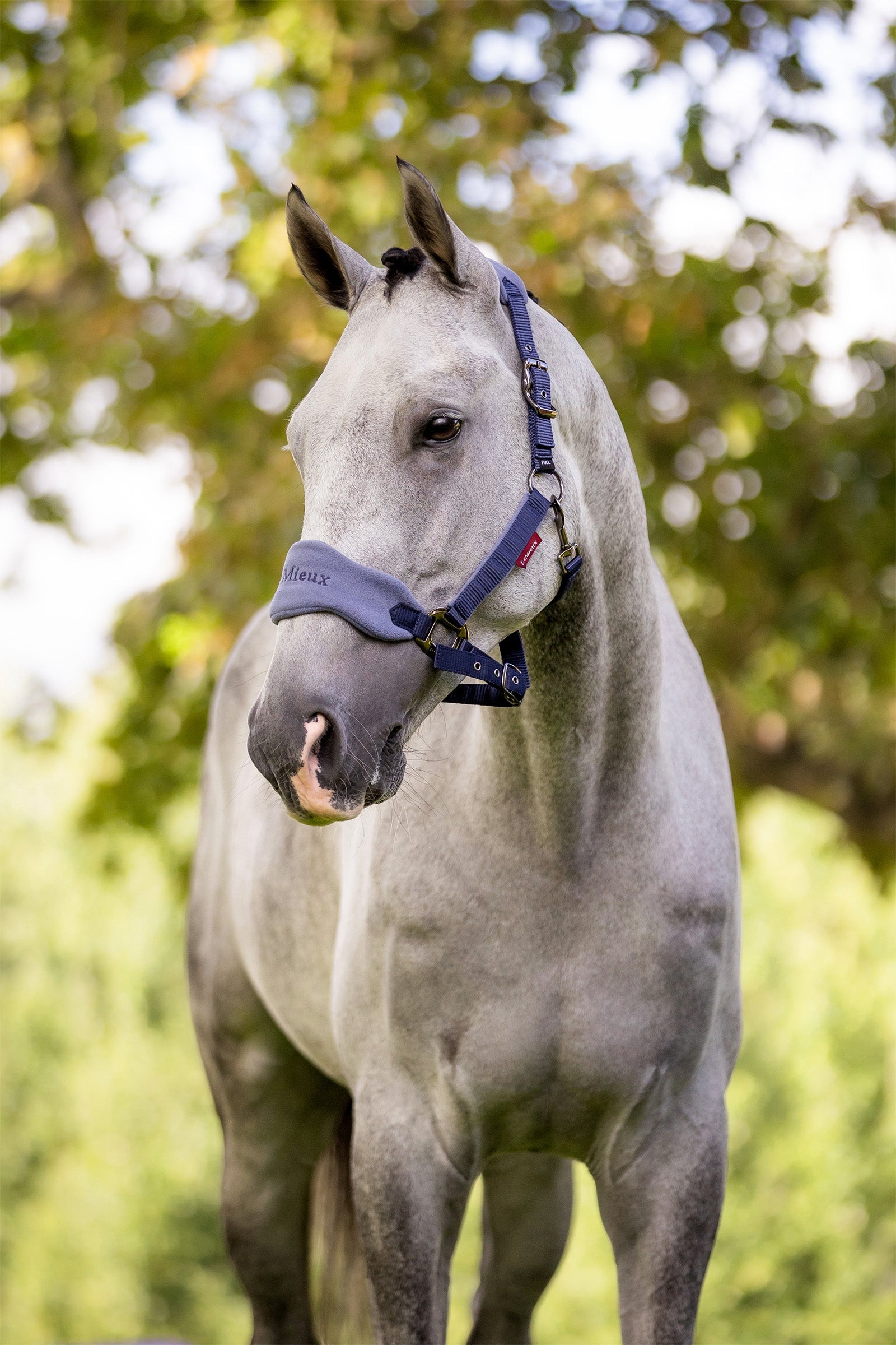 LeMieux Vogue Head Collars Halters & Leads