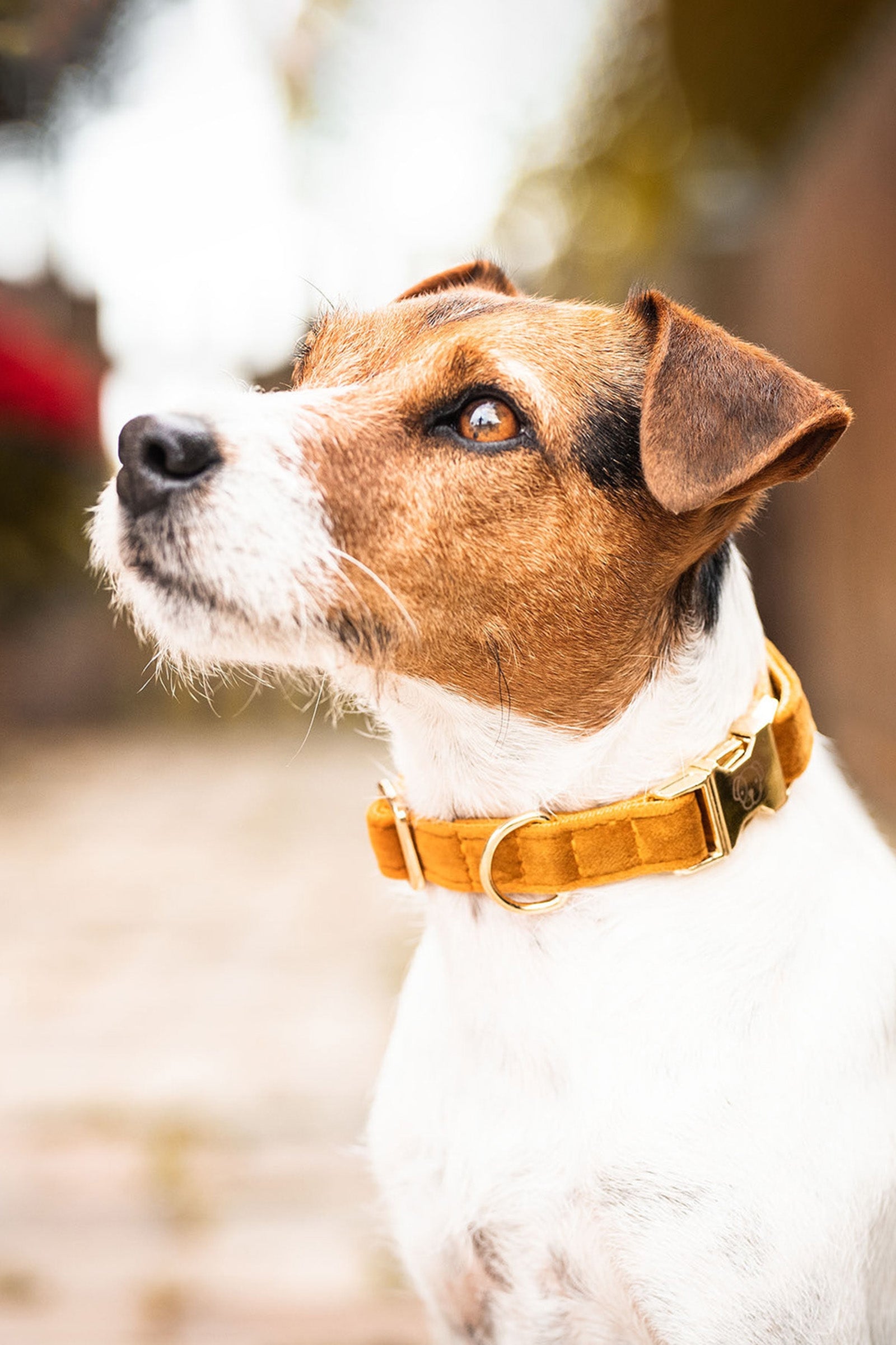 Kentucky Dogwear Dog Collar Velvet Dog Accesories