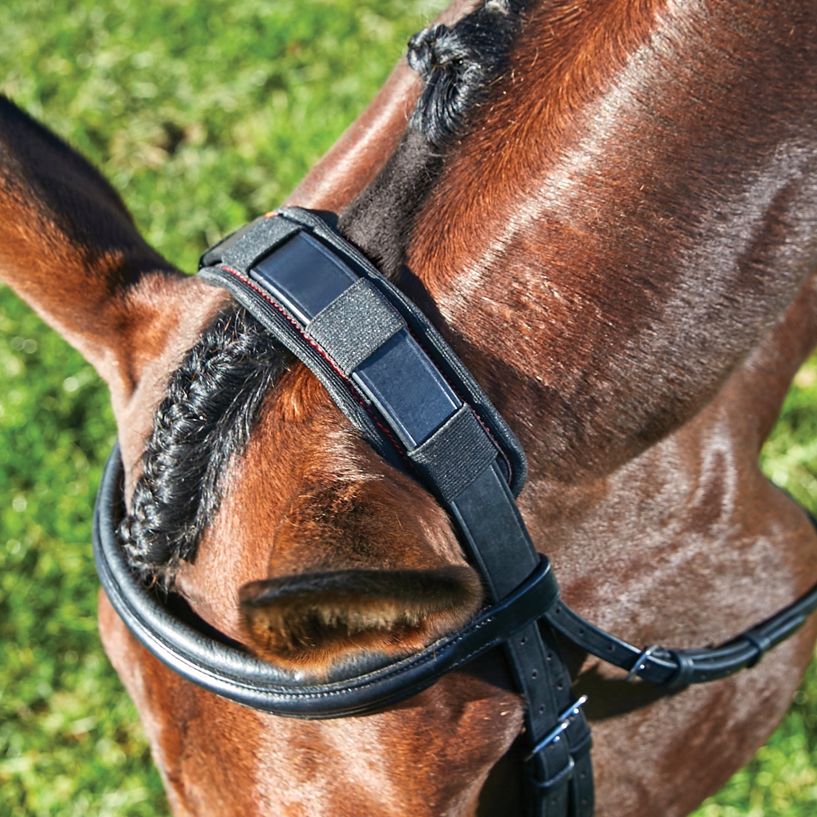 Weatherbeeta Therapy-tec Poll Pad Bridles & Reins