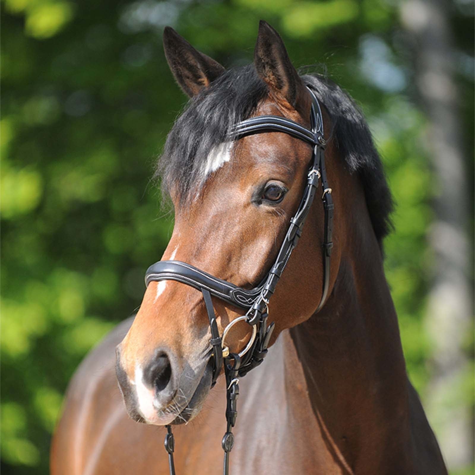 Kavalkade Bridle Ivy IR Bridles & Reins