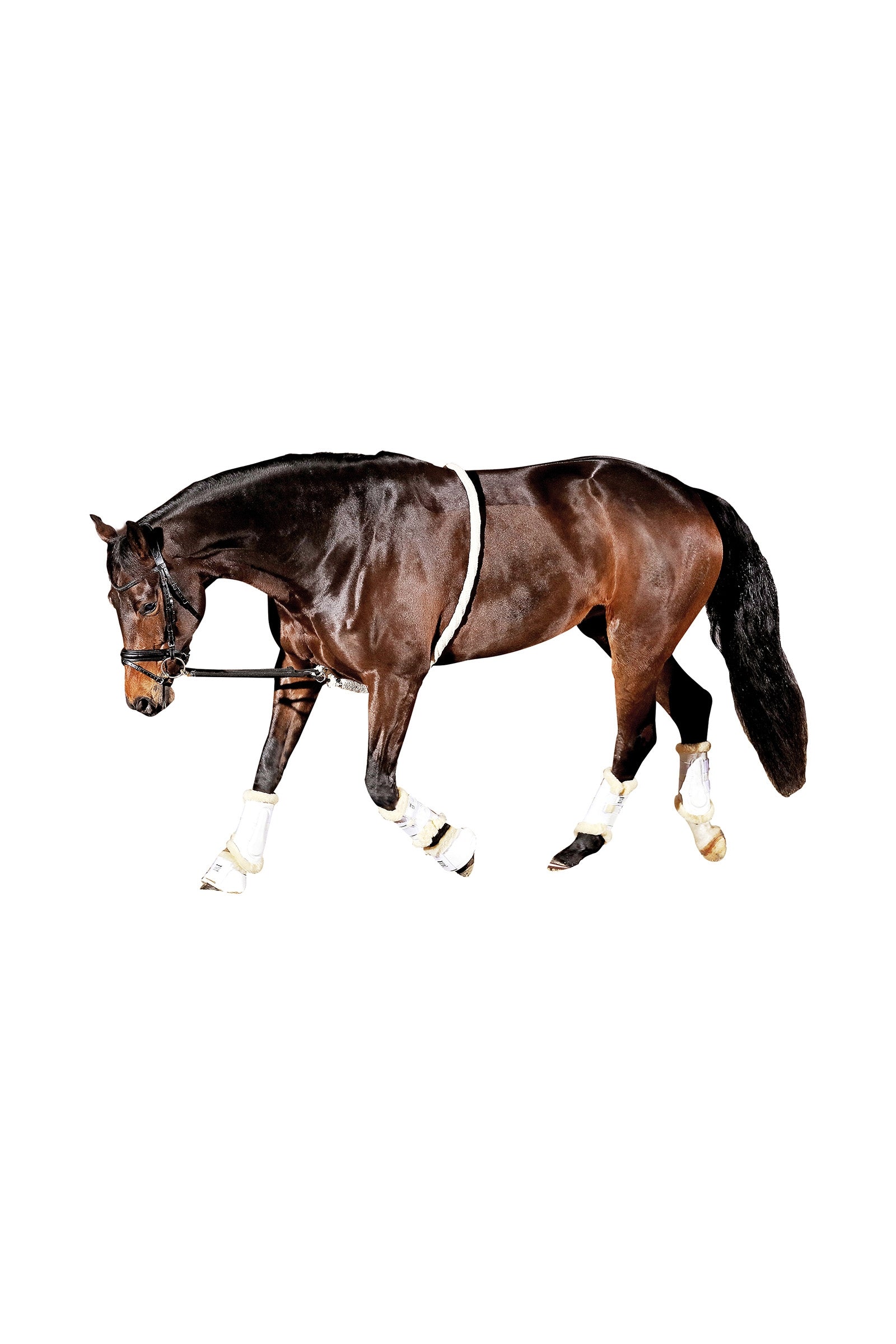 Horse Guard HorseGuard Soft Lunging Aid Horse Training
