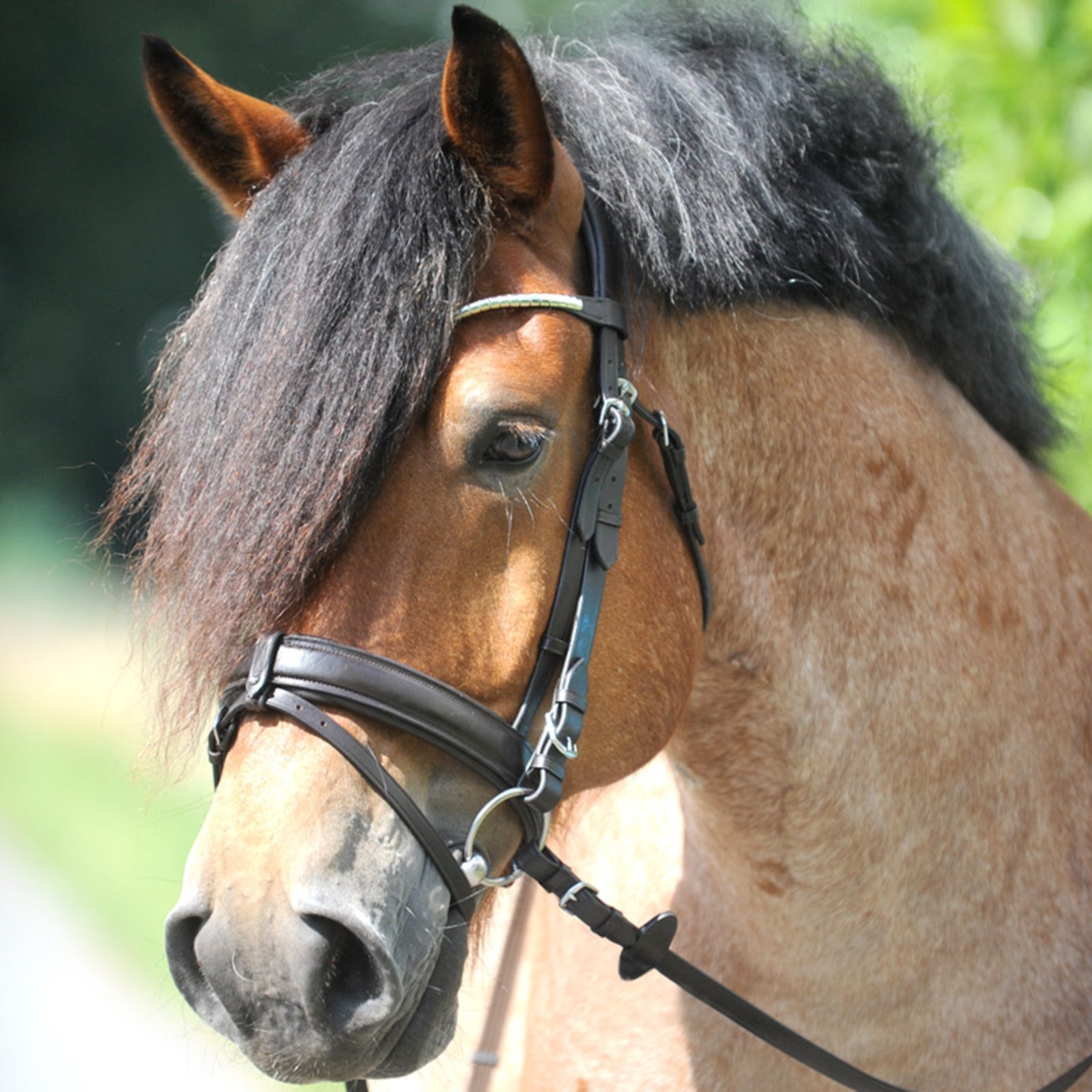 Kavalkade Clinchesse Bridle Bridles & Reins