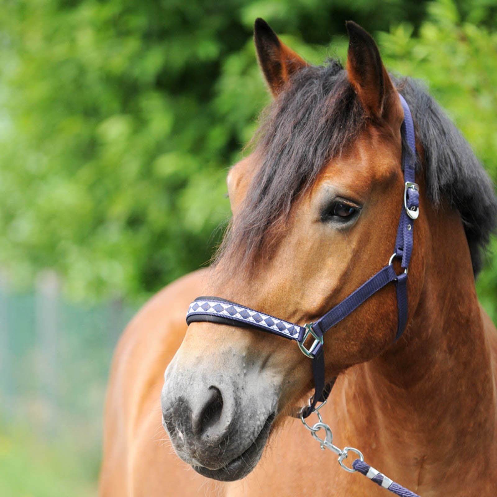Kavalkade Draft Horse Classic Halter Halters & Leads