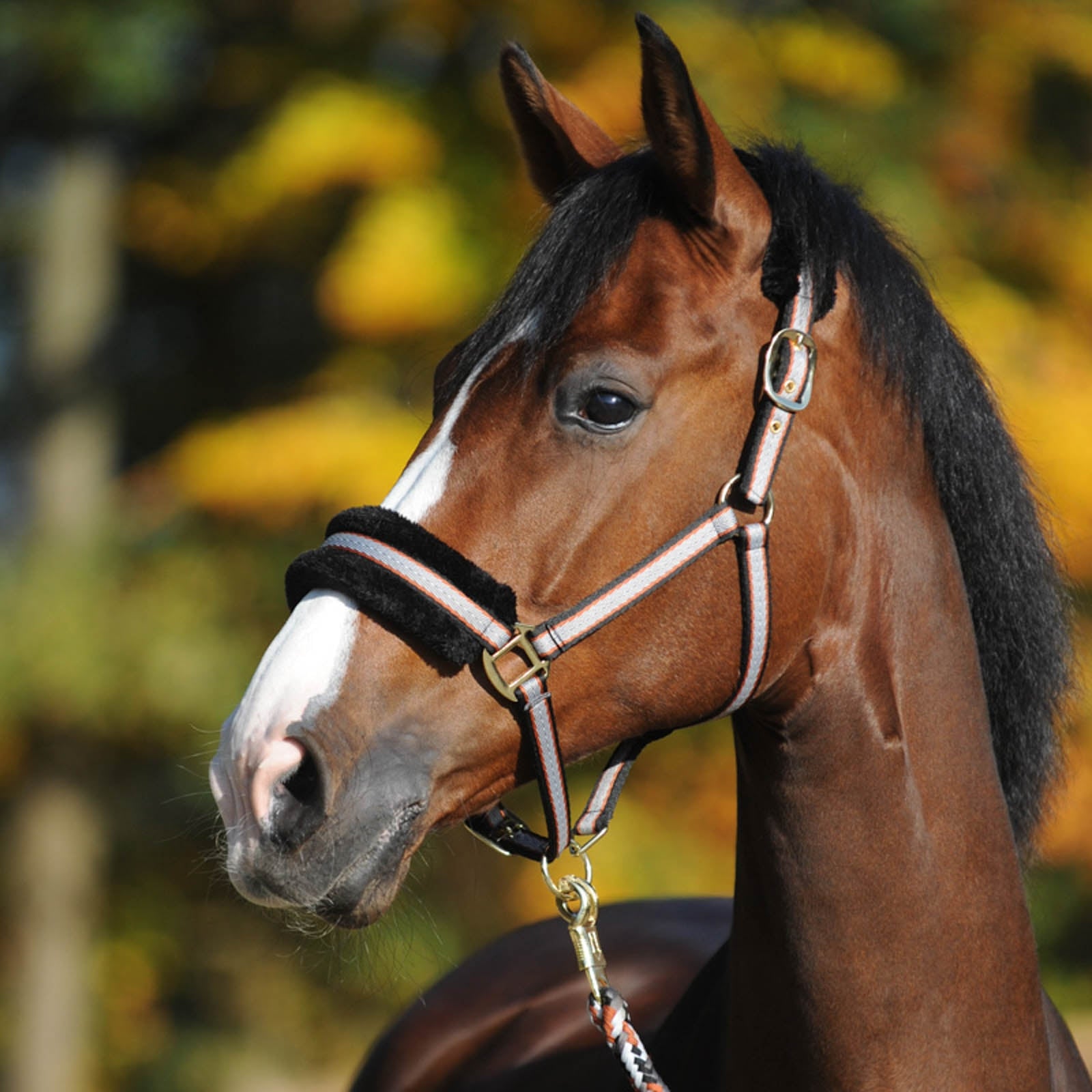 Kavalkade Gretchen Halter Halters & Leads