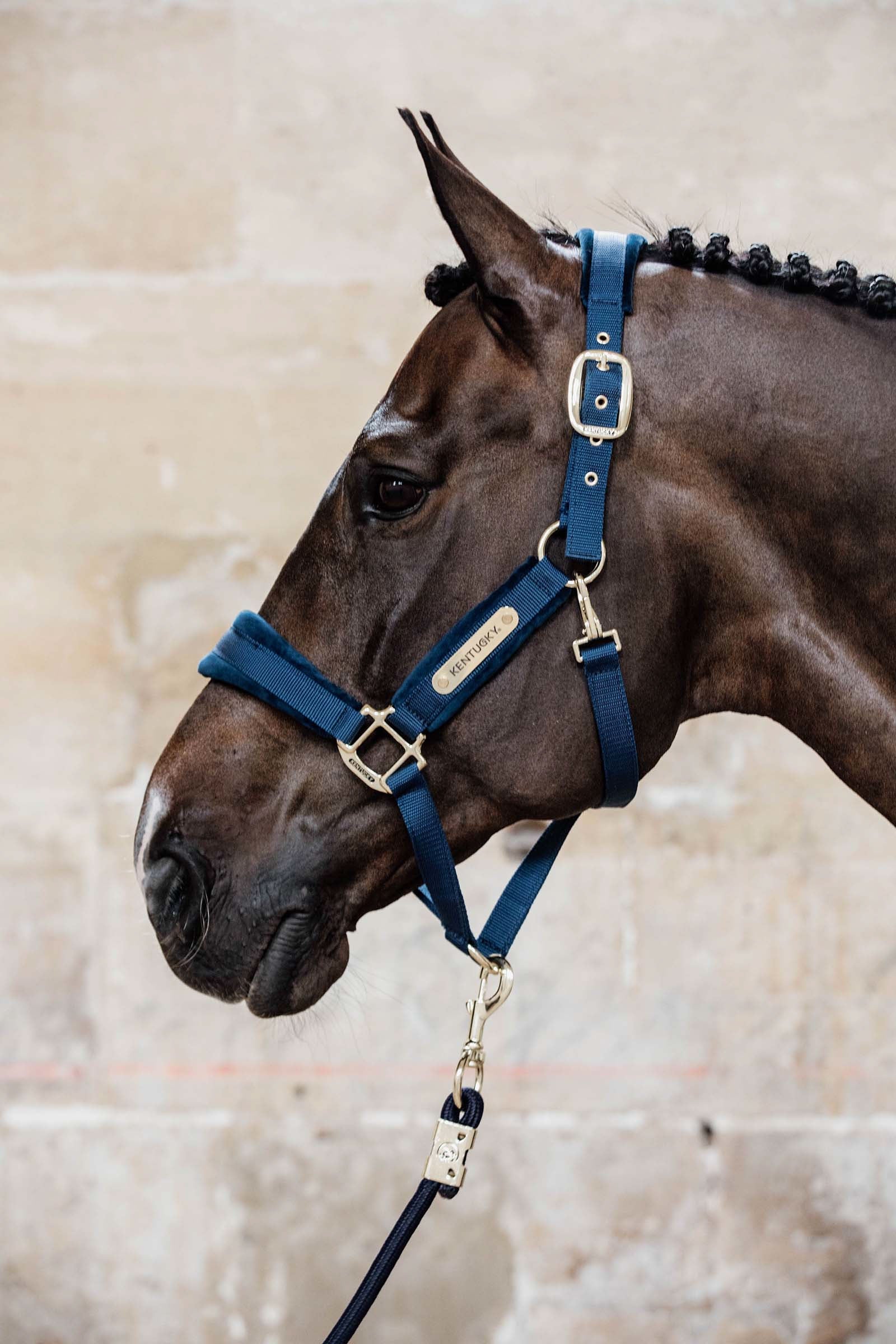 Kentucky Horsewear Velvet Halter Halters & Leads