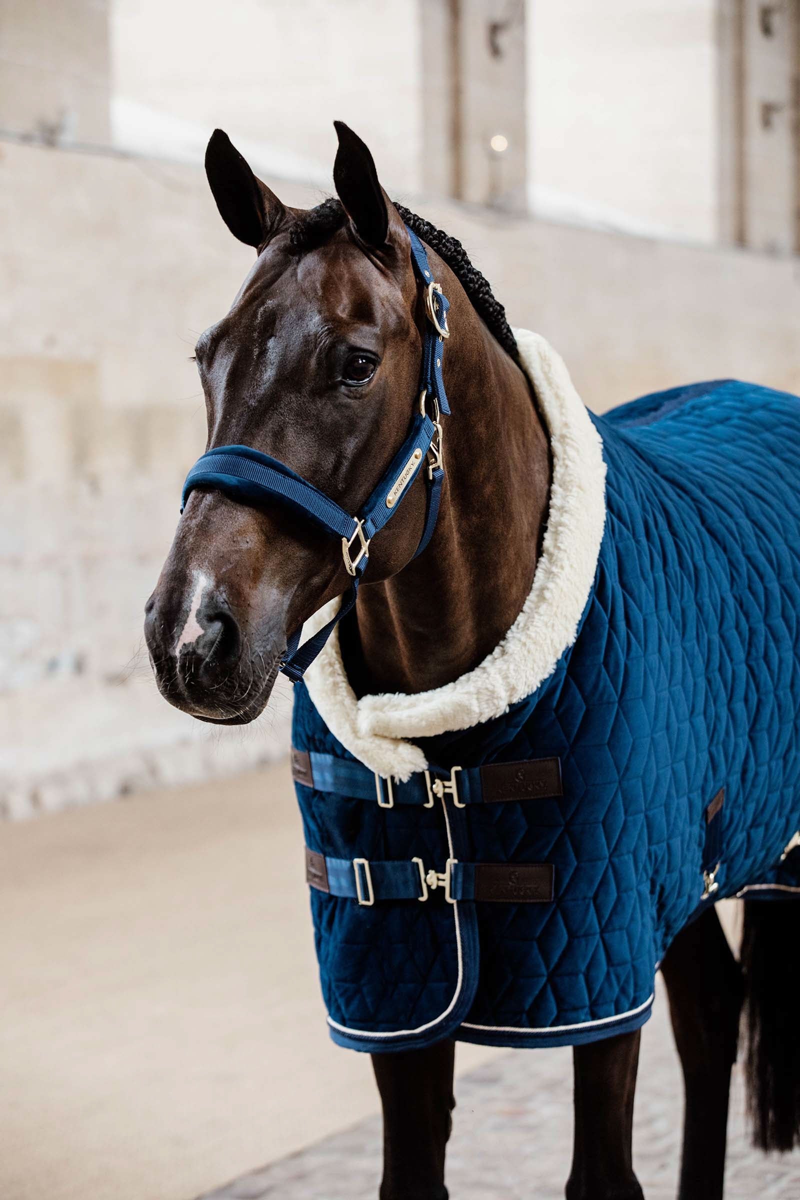 Kentucky Horsewear Velvet Halter Halters & Leads