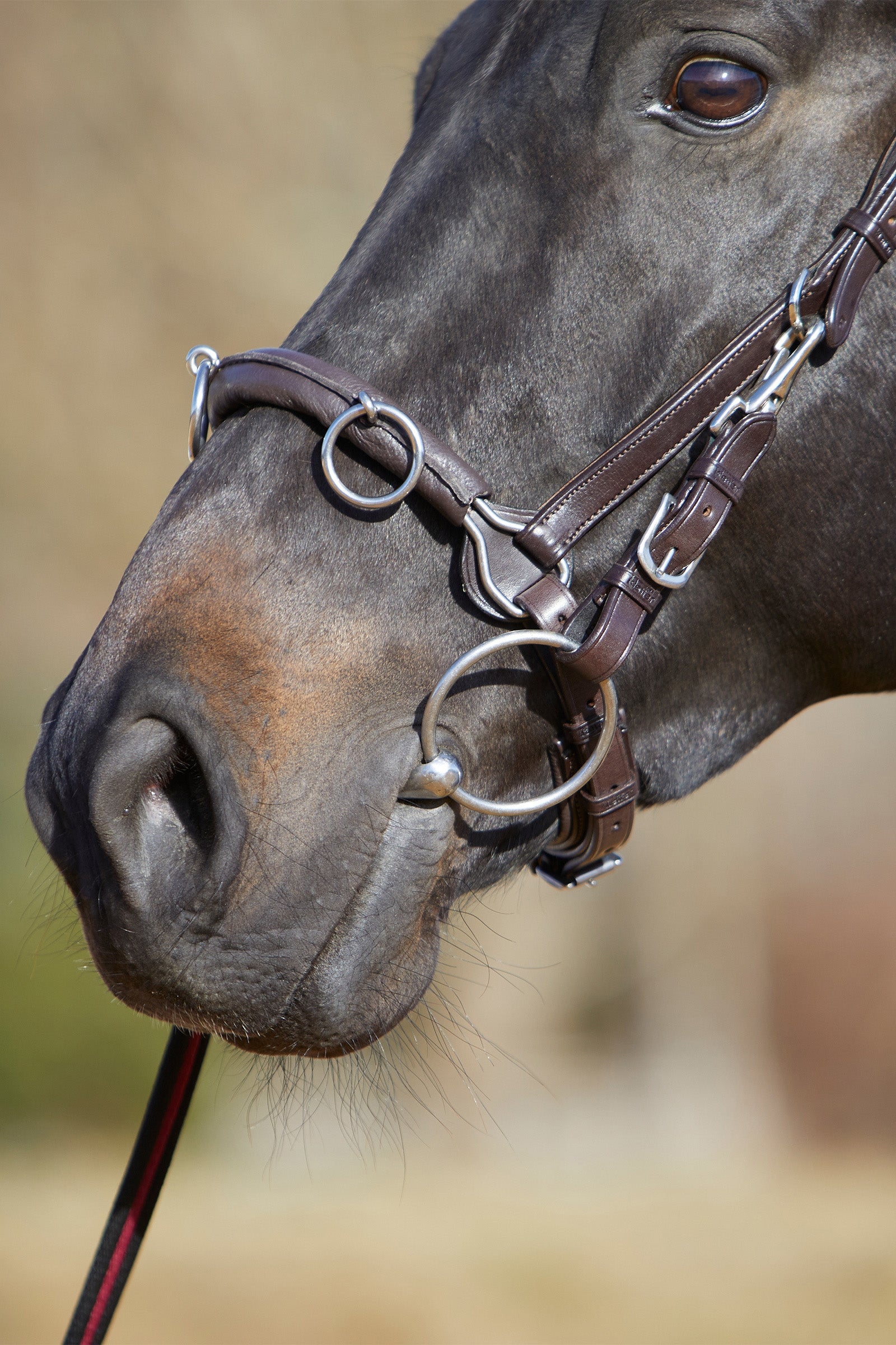 Kieffer Ultrasoft® Cavesson Horse Training