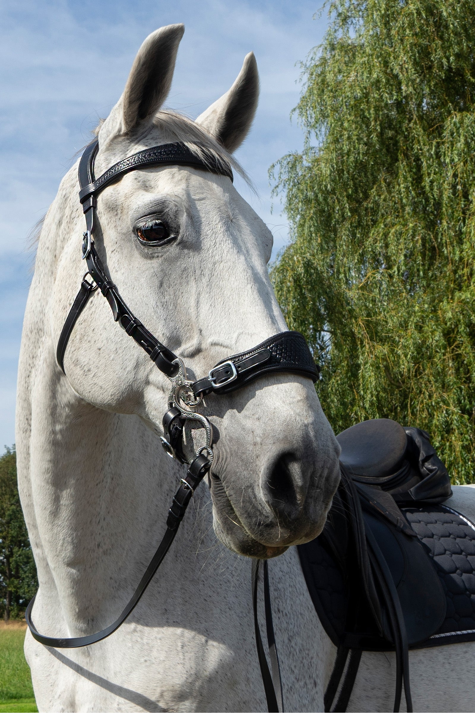 F.R.A. Freedom Riding Articles Fiore Hackamore (System 2) Horse Bits