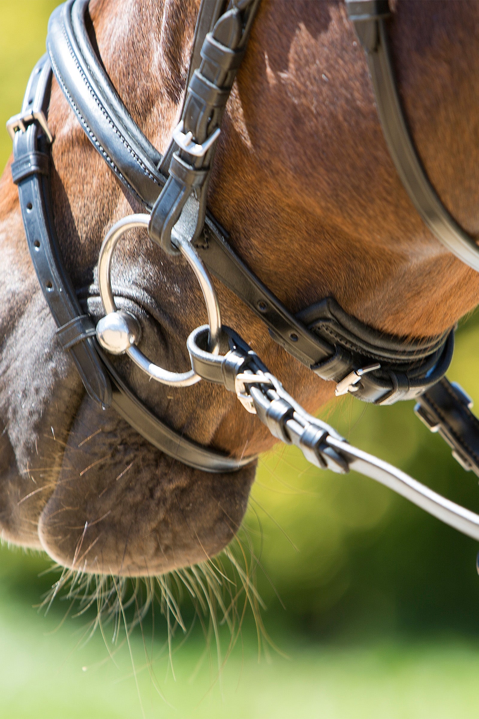 Kieffer Lea Bridle Bridles & Reins