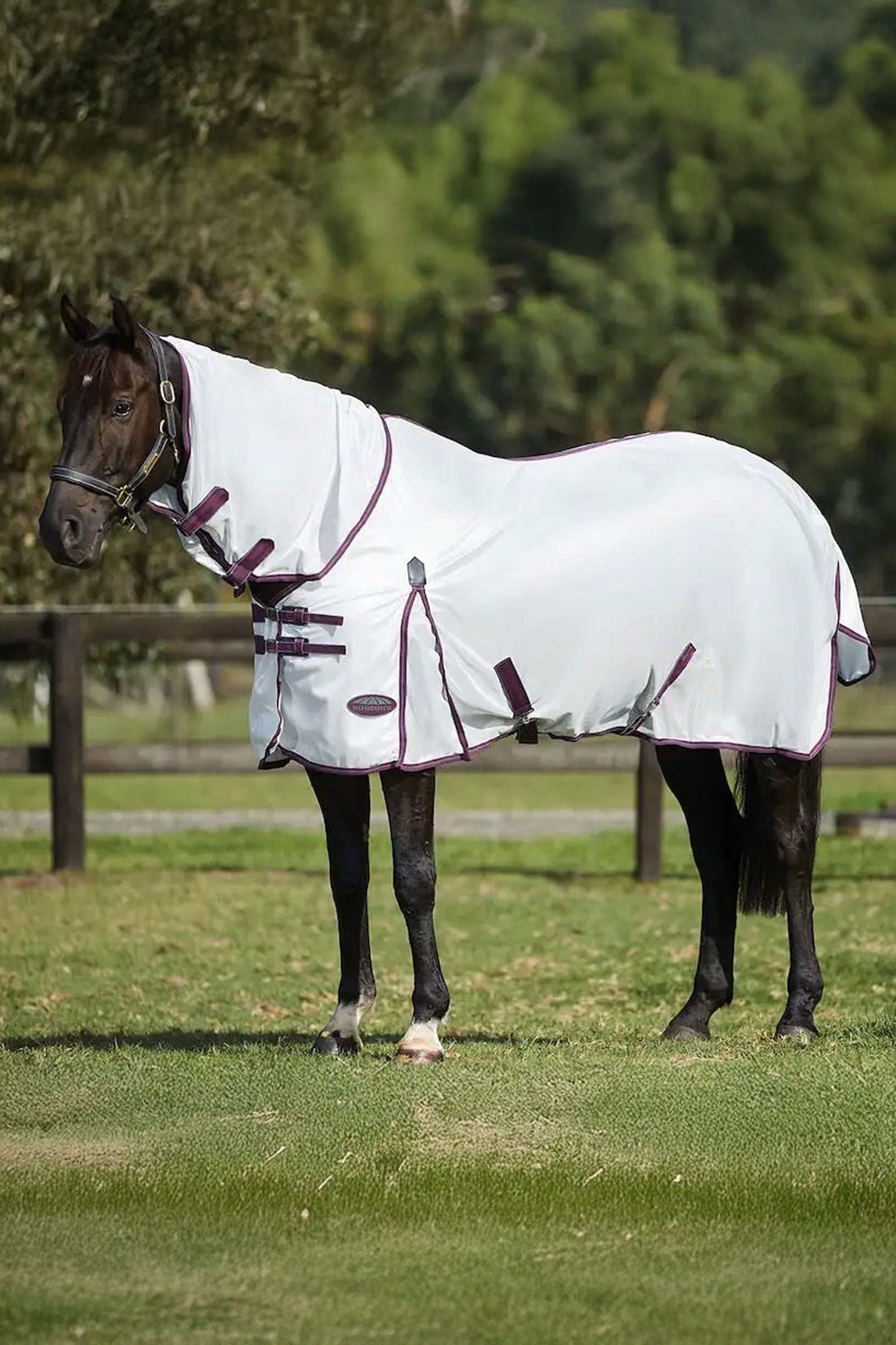 Weatherbeeta Comfitec Essential Mesh II Fly Rug with Fixed Neck Horse Rugs