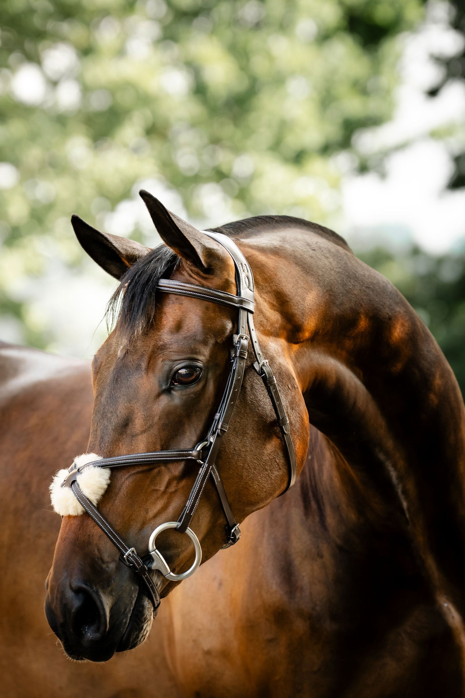 Horseware Figure 8 Grackle Bridle Bridles & Reins