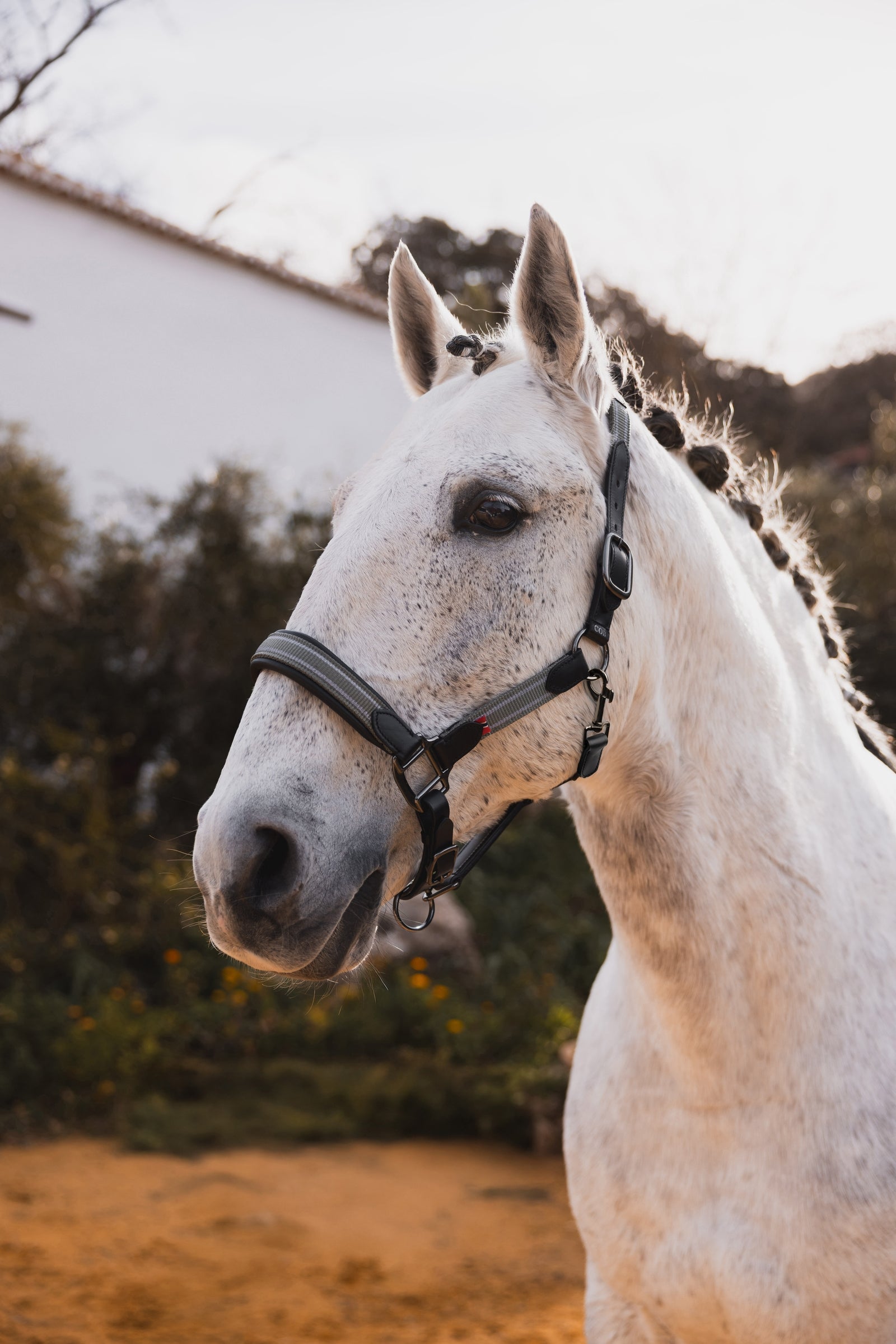 B Vertigo Lennox Leather Halter Halters & Leads