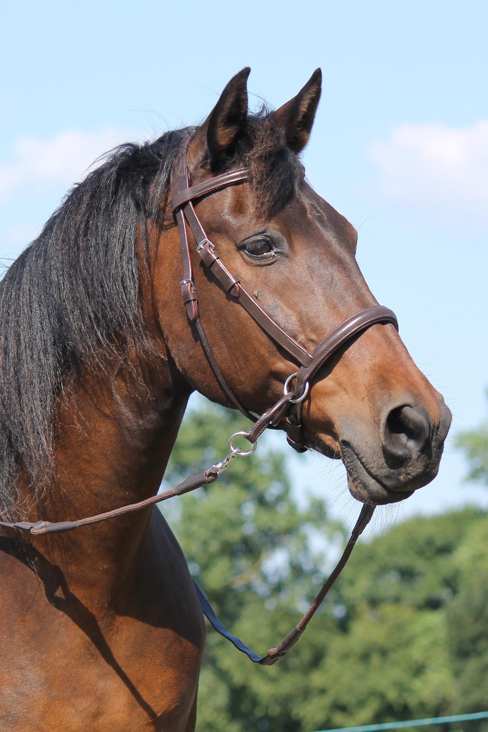 F.R.A. Freedom Riding Articles El Camin Bitless Bridle (System 5) w/ Soft Reins Bridles & Reins