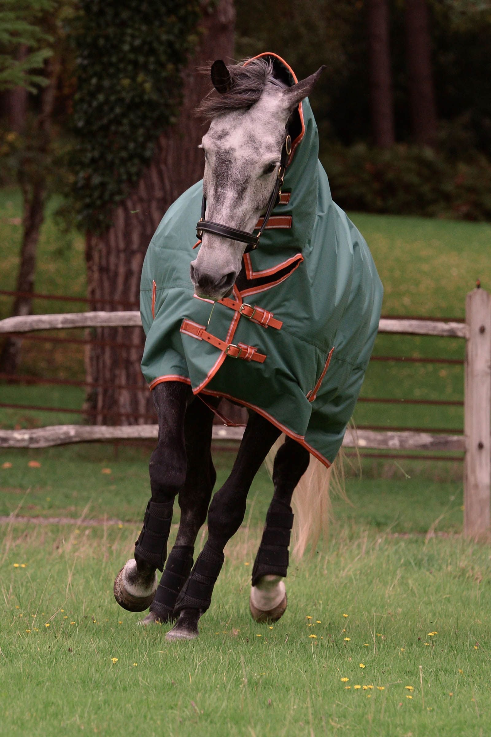 Weatherbeeta Comfitec Tyro Combo Neck Lite Plus Horse Rugs