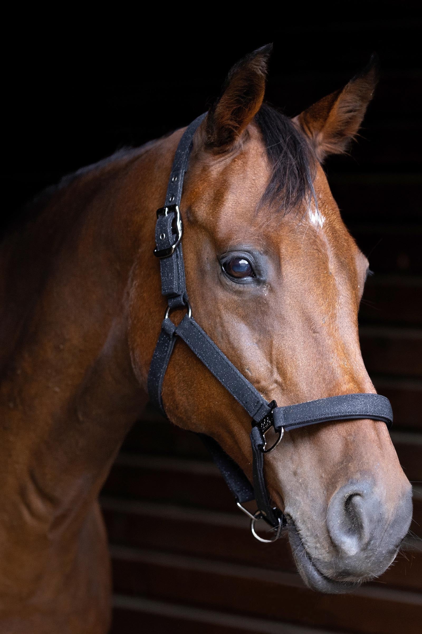 USG Onyx Softly Padded Halter Halters & Leads