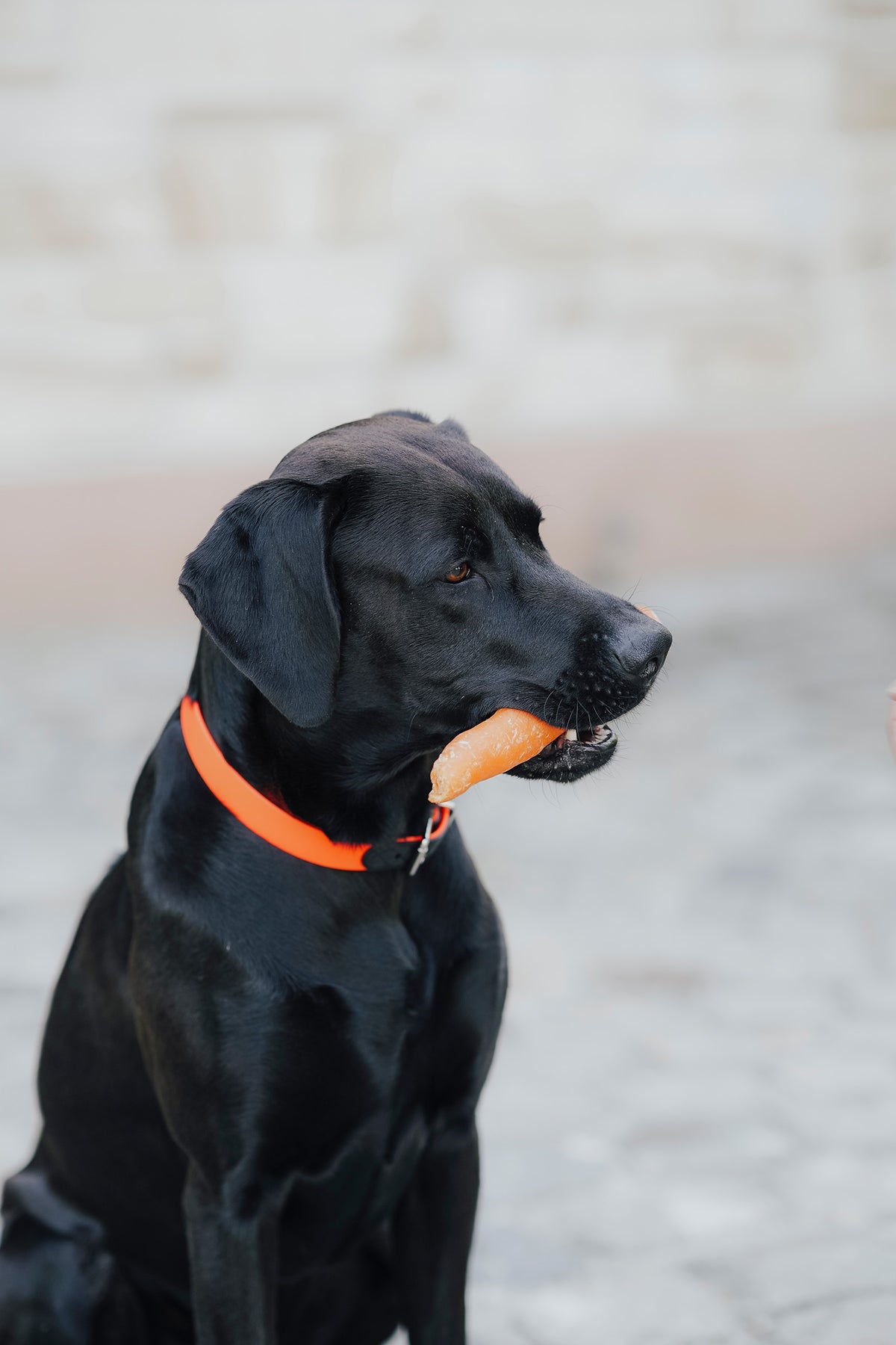 Eskadron Hunter x ESKADRON SPARK Dog Collar Dog Accesories