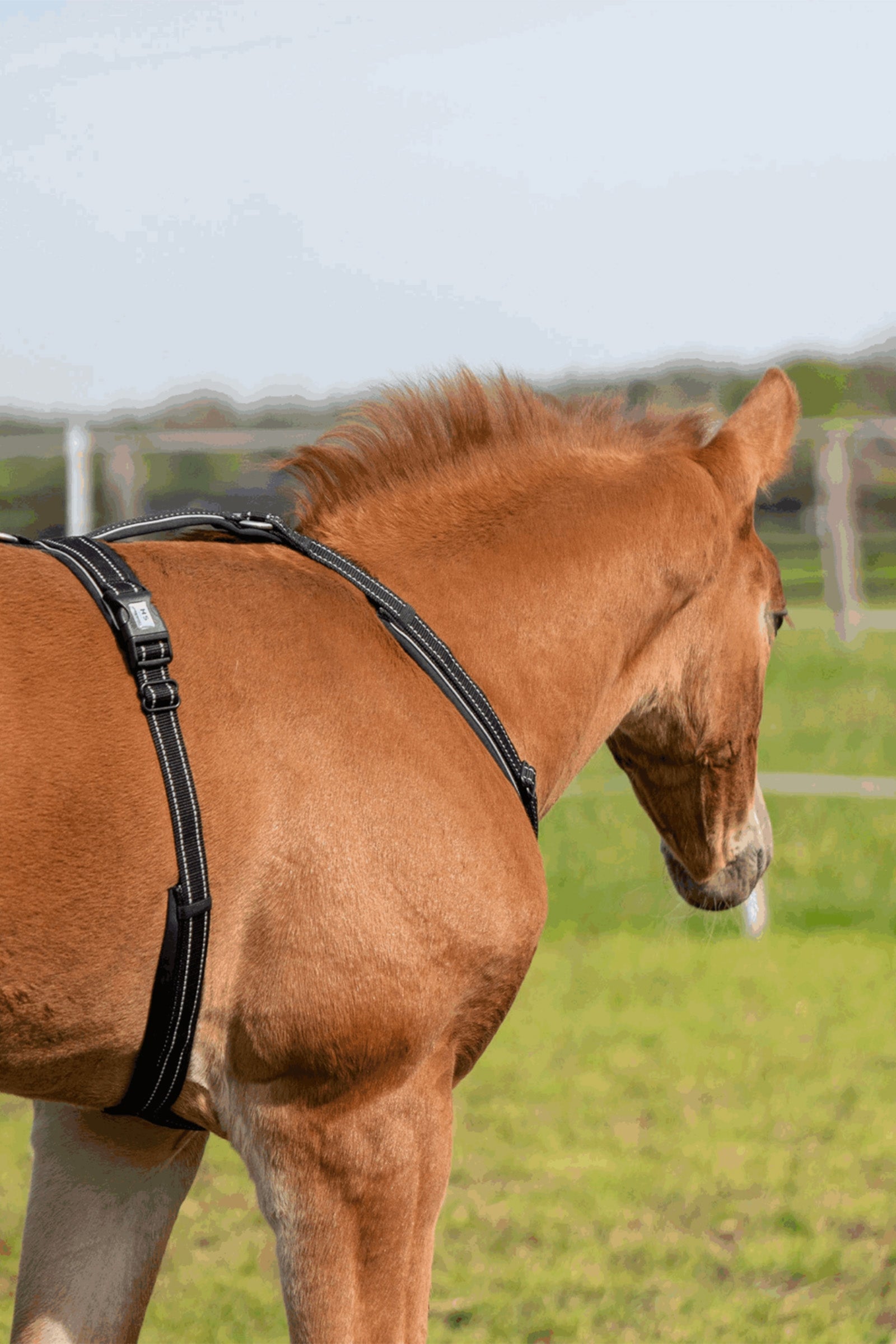 Sprenger Foal Harness Horse Grooming Tools