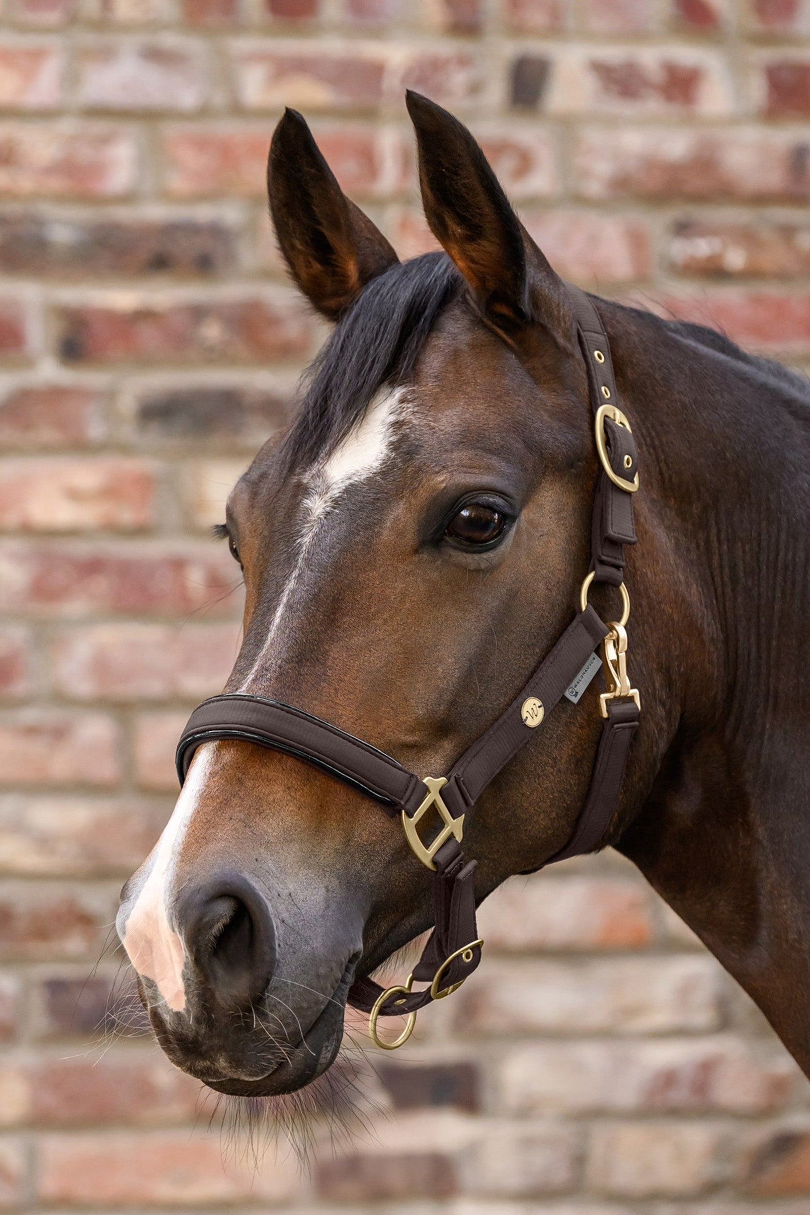 Waldhausen Ubud Halter Set Halters & Leads