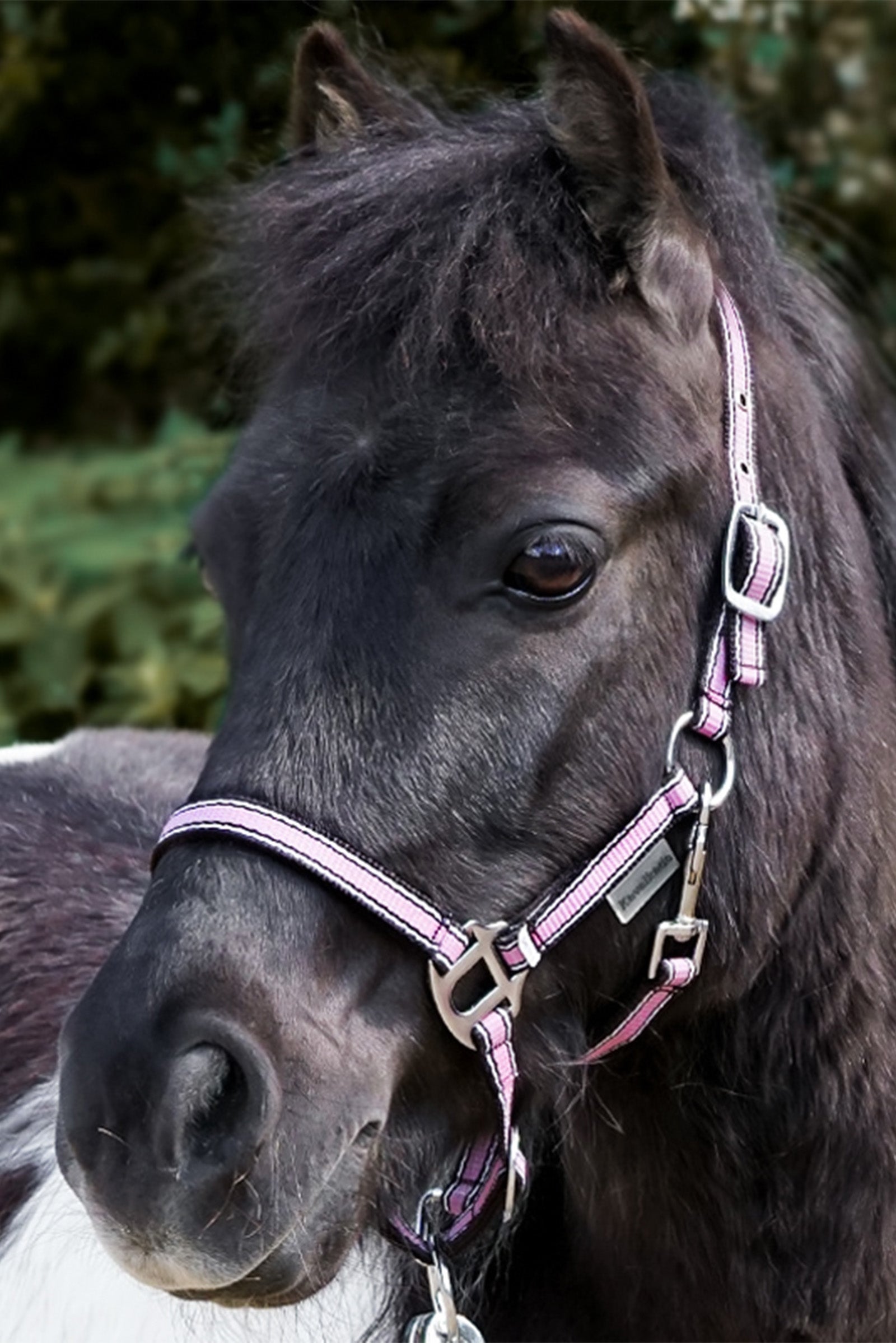 Kavalkade Shorty Shetty Halter Pony & Shetland Tac