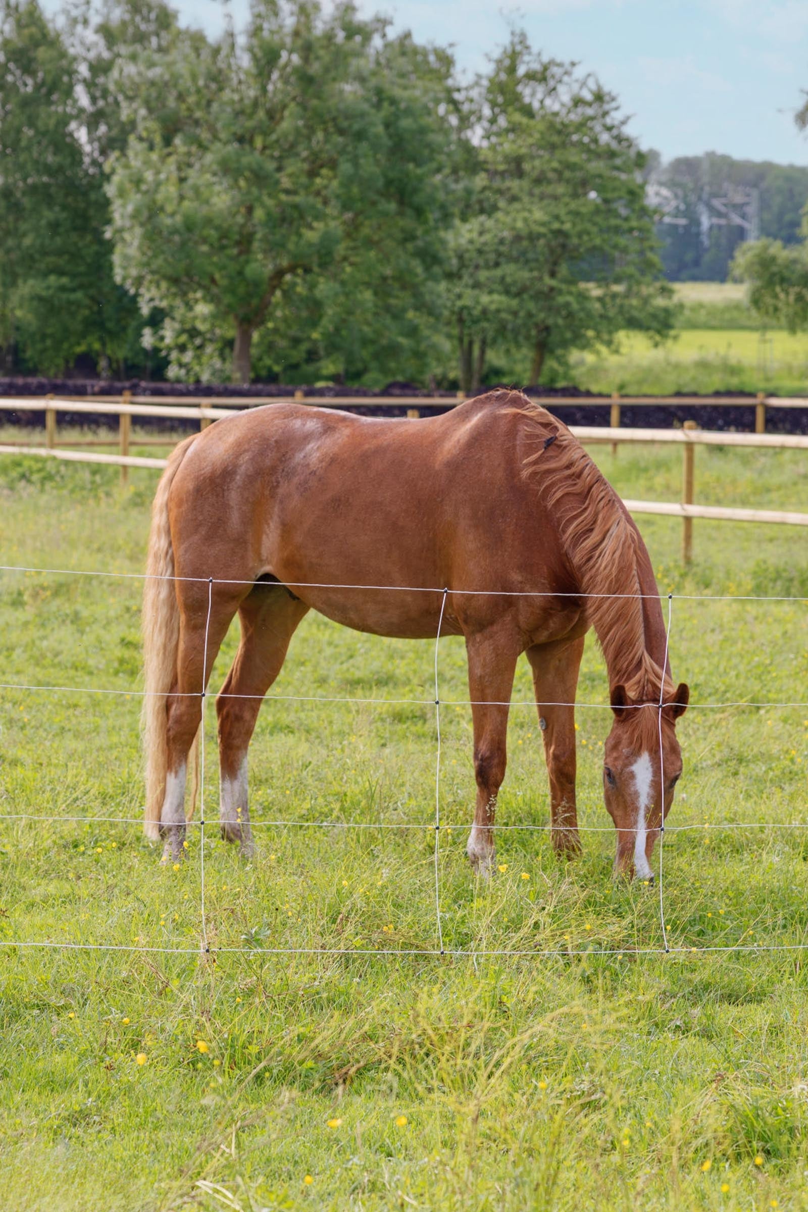 AKO Horse and Cattle Net, 30.5m x 120cm, Jumbo Posts Fencing Supplies