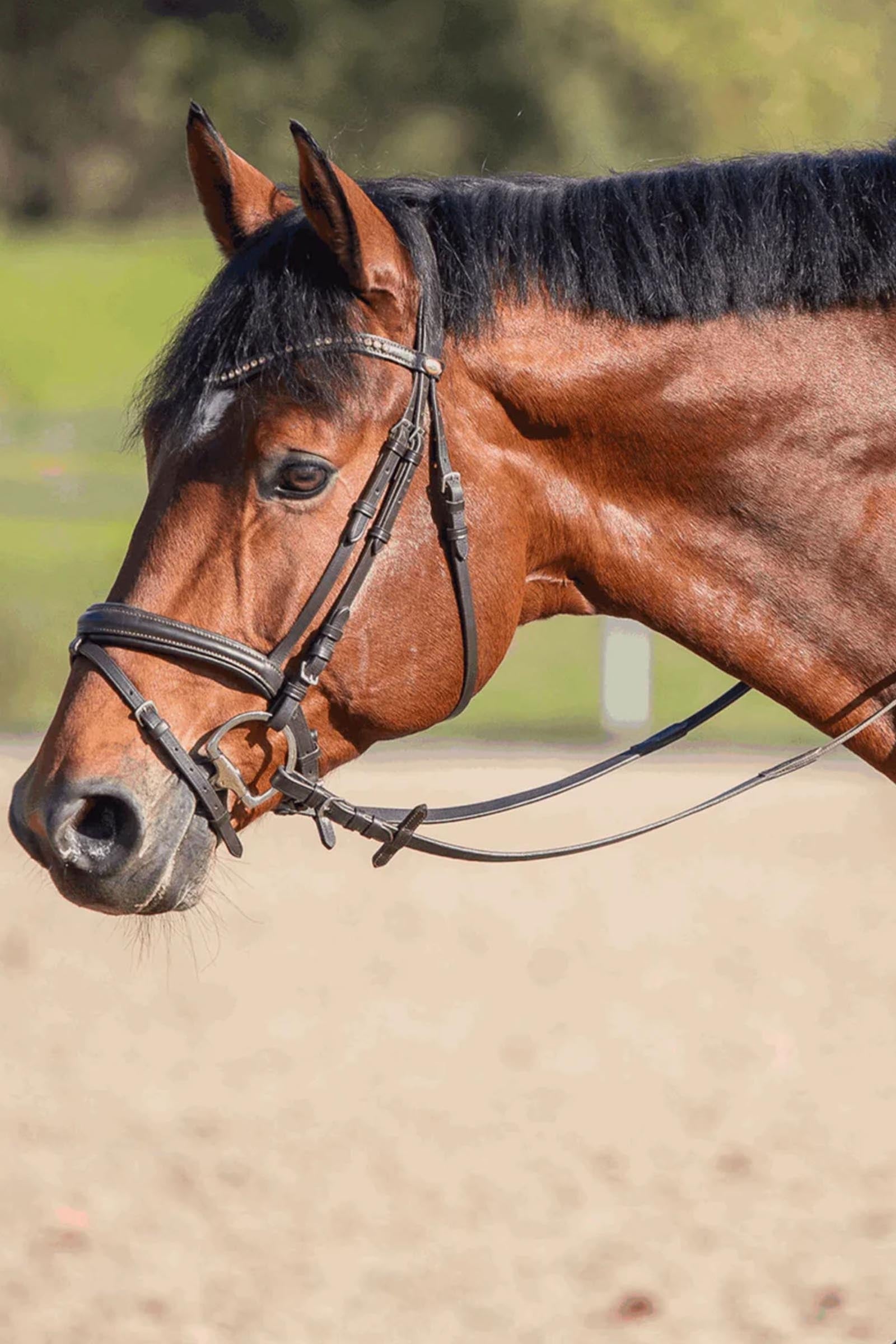 Sprenger Novocontact Eggbutt Bit D-Rings, Double Jt. 14mm, Sensogan Horse Bits