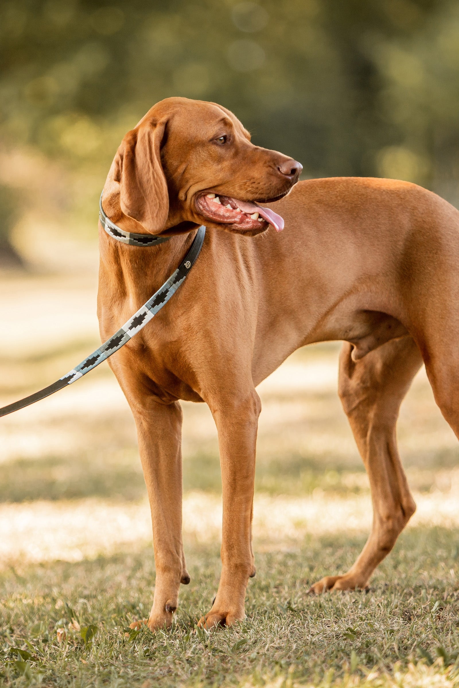 Horze Polo Dog Leash Dog Accesories