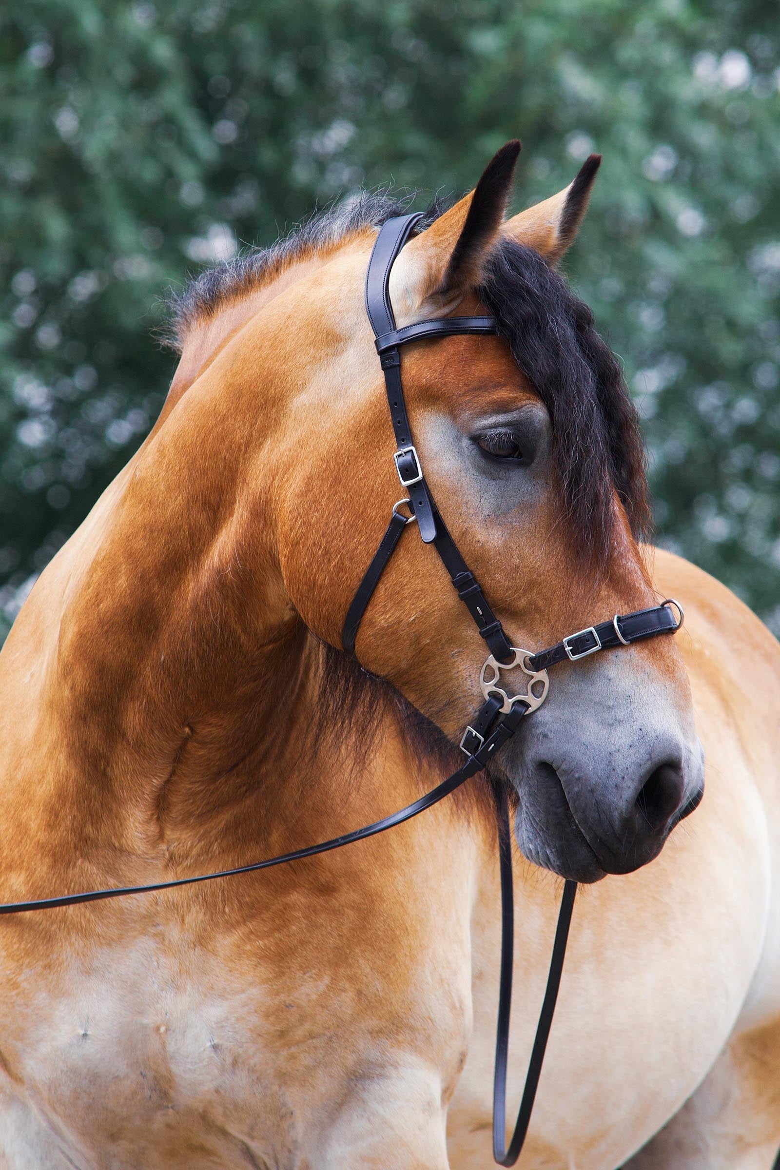 F.R.A. Freedom Riding Articles Caval Compl. Cavemore Bridle English Leather (Syst.2) Shire Bridles & Reins