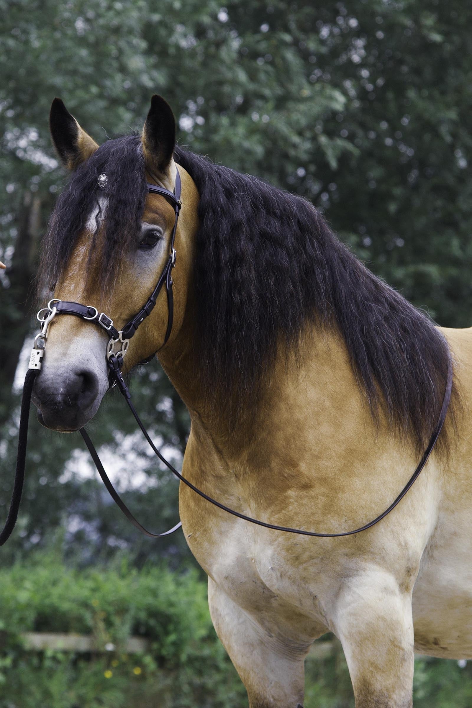 F.R.A. Freedom Riding Articles Caval Compl. Cavemore Bridle English Leather (Syst.2) Shire Bridles & Reins