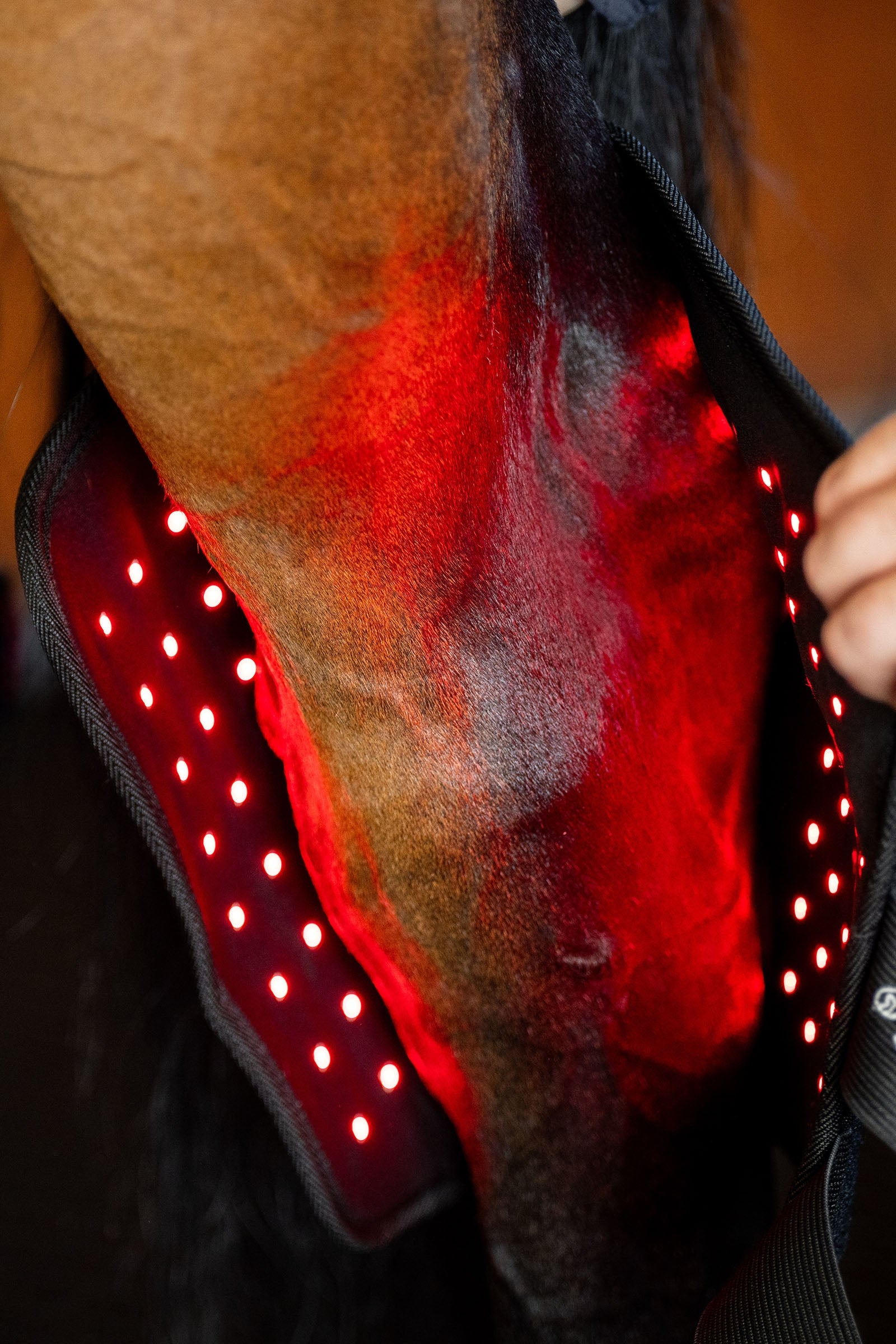 Horseware LED Red Light Therapy Hock Boot (1 pc.) Leg & Hoof Protection