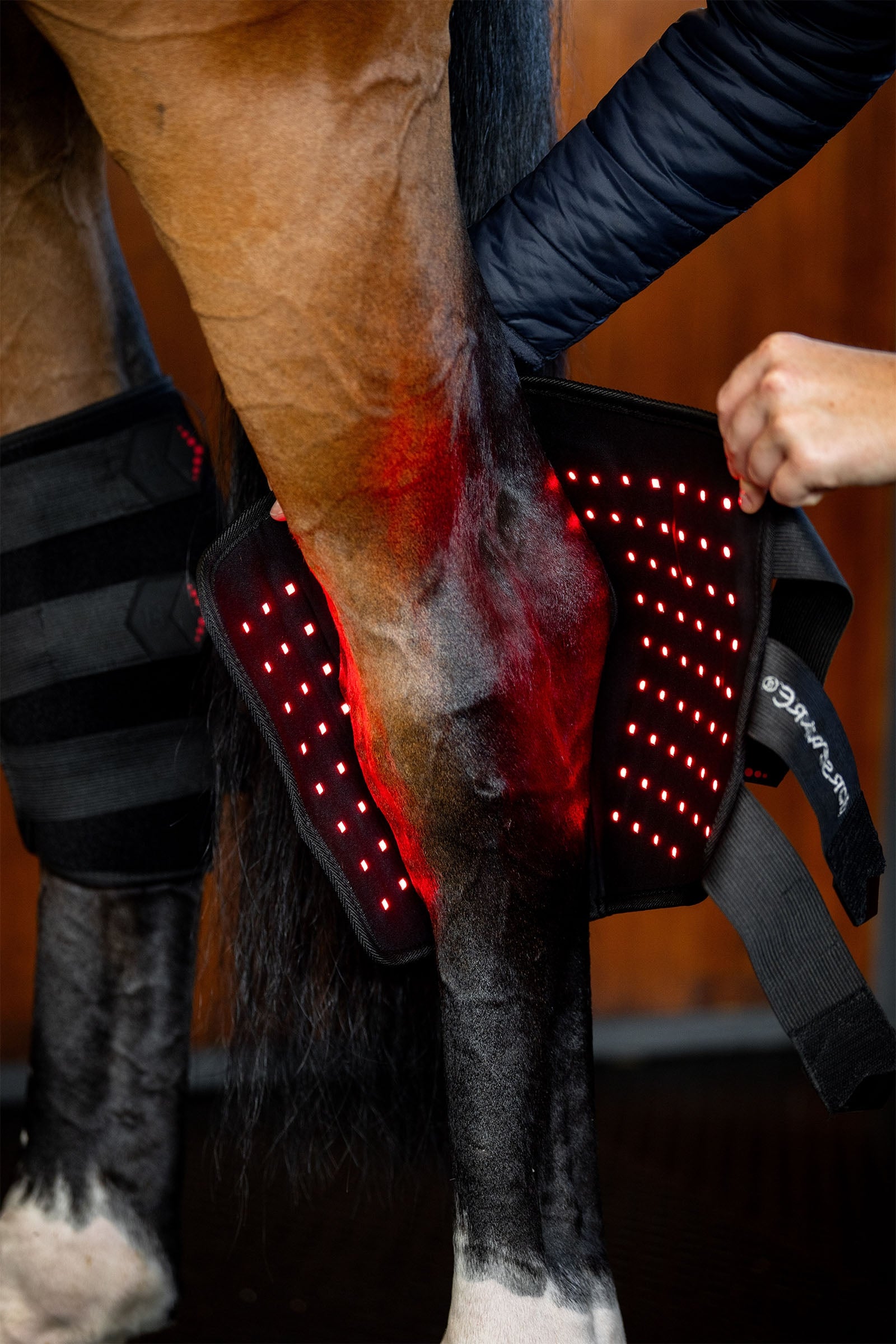 Horseware LED Red Light Therapy Hock Boot (1 pc.) Leg & Hoof Protection